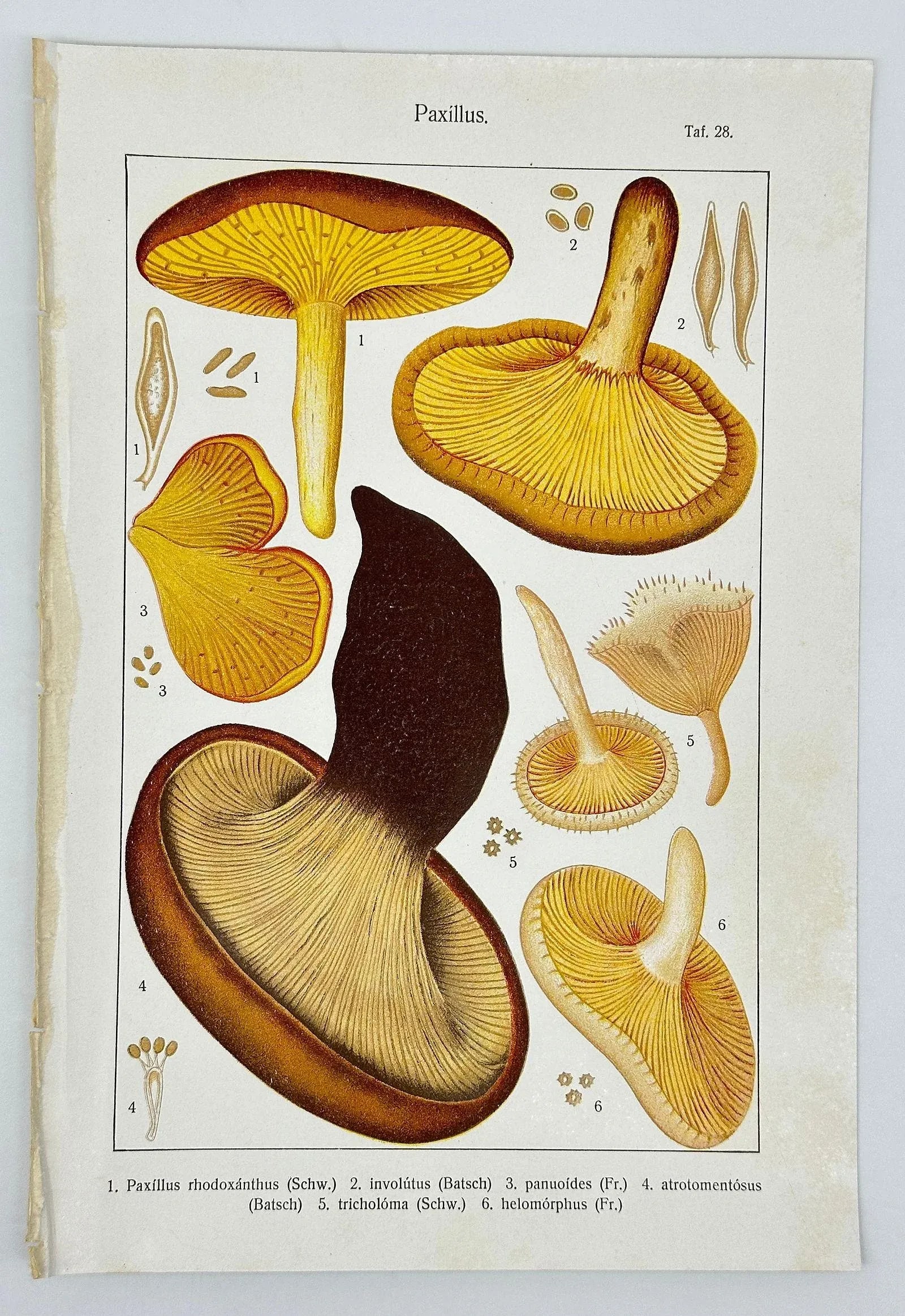 Original Antique 19th C Hand Colored Lithograph Mushrooms Fungi Paxillus Species by Carl Gustav Jabl - 5
