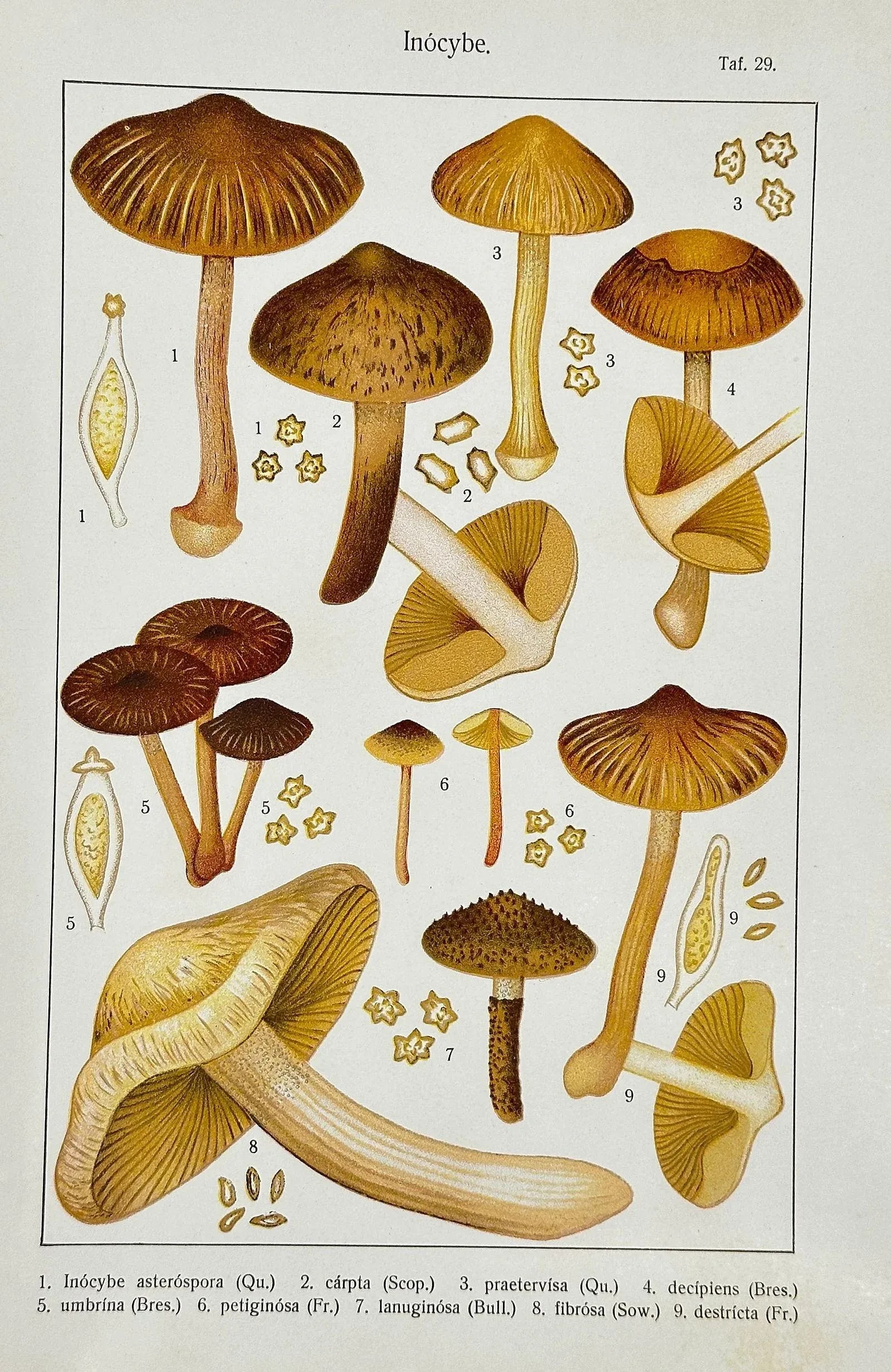 Original Antique 19th C Hand Colored Lithograph Mushrooms Fungi Inocybe Species by Carl Gustav Jablo - 2