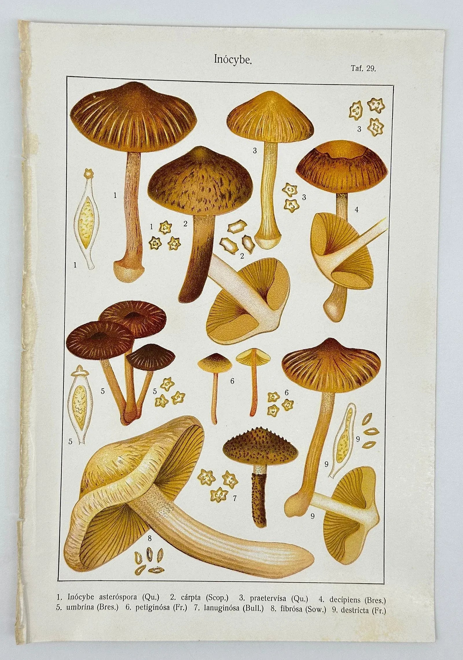 Original Antique 19th C Hand Colored Lithograph Mushrooms Fungi Inocybe Species by Carl Gustav Jablo - 4