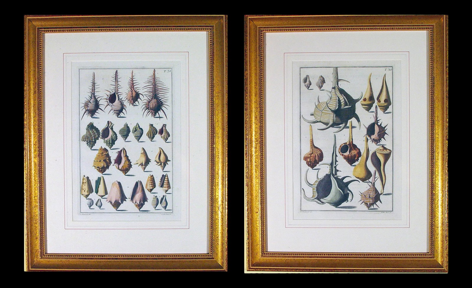 NiccolÃ² Gualtieri Framed Copperplate Engravings of Sea Shells - a Pair - 2