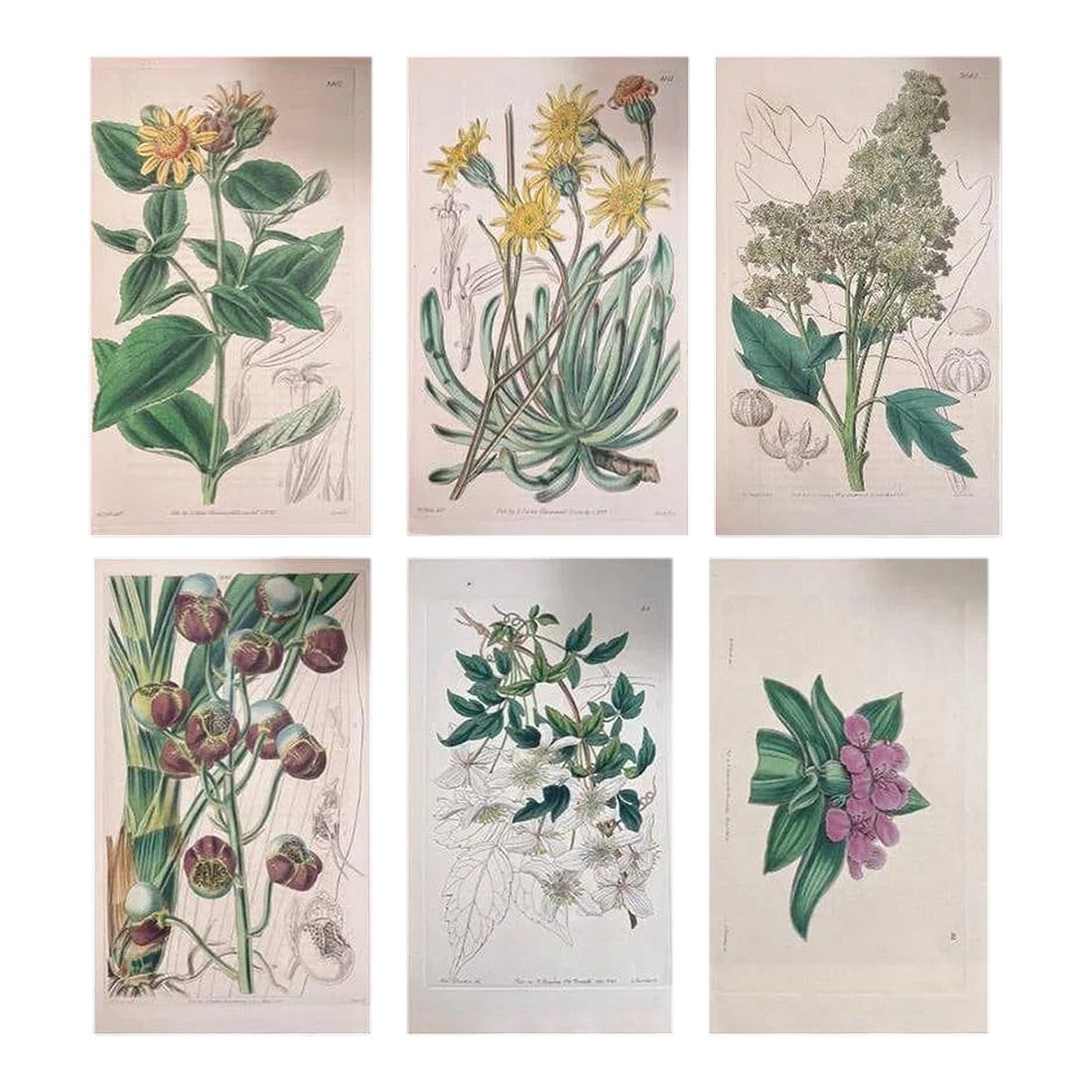 Set of Six 19th Century English Hand-Colored Botanical Engravings: A charming and finely detailed set of six 19th century English botanical engravings, beautifully hand-colored and published by notable figures including G. Ridgway, S. Curtis, W. Baxter, and W. Fitch"