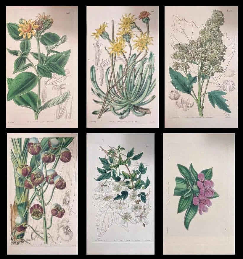 Set of Six 19th Century English Hand-Colored Botanical Engravings - 2