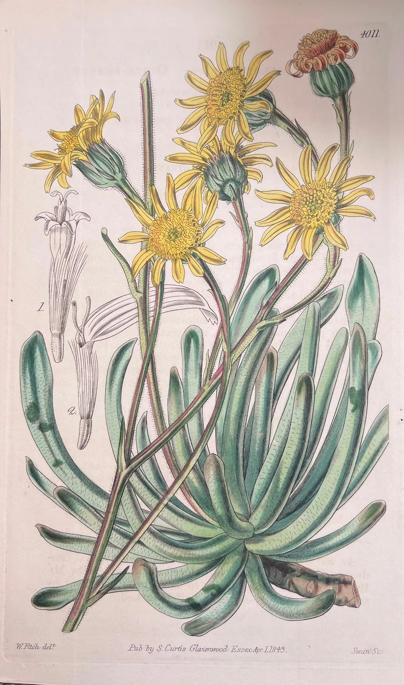 Set of Six 19th Century English Hand-Colored Botanical Engravings - 3
