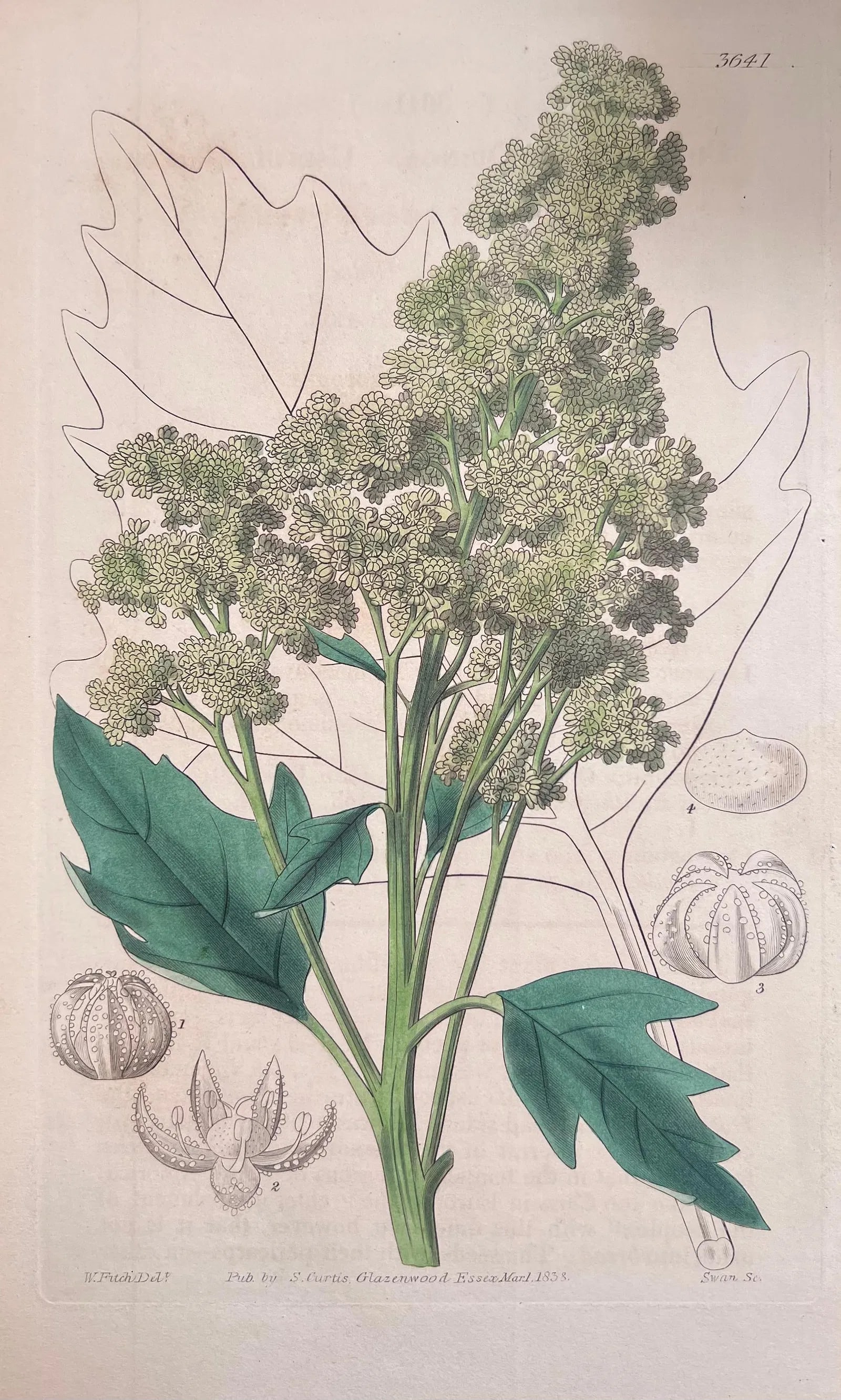 Set of Six 19th Century English Hand-Colored Botanical Engravings - 4