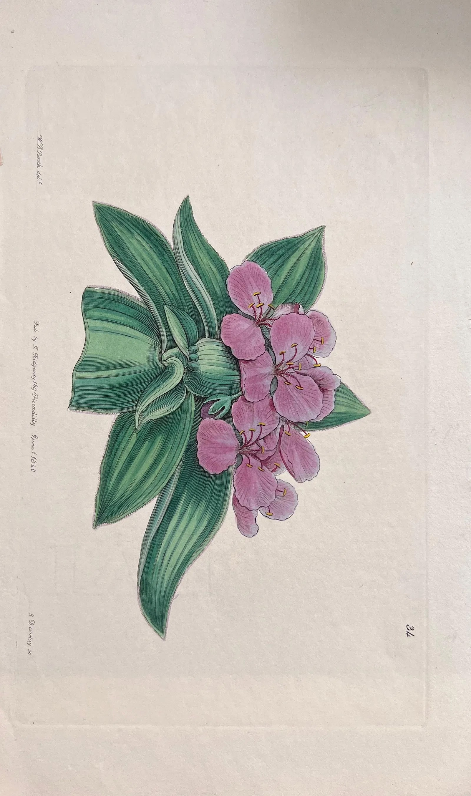 Set of Six 19th Century English Hand-Colored Botanical Engravings - 5