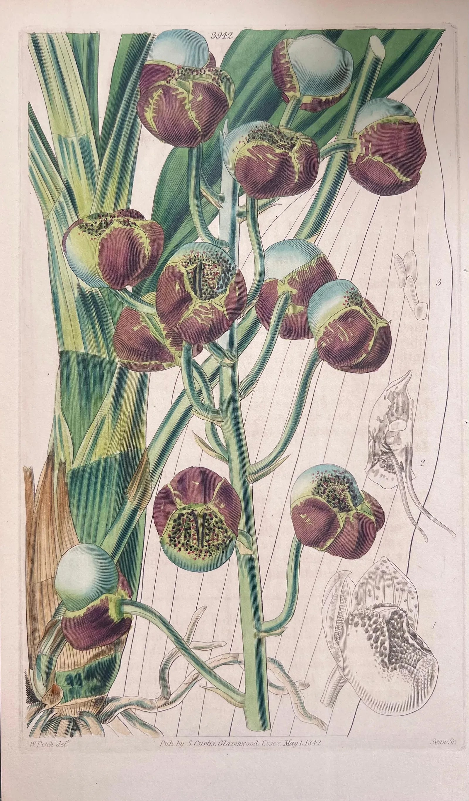 Set of Six 19th Century English Hand-Colored Botanical Engravings - 6