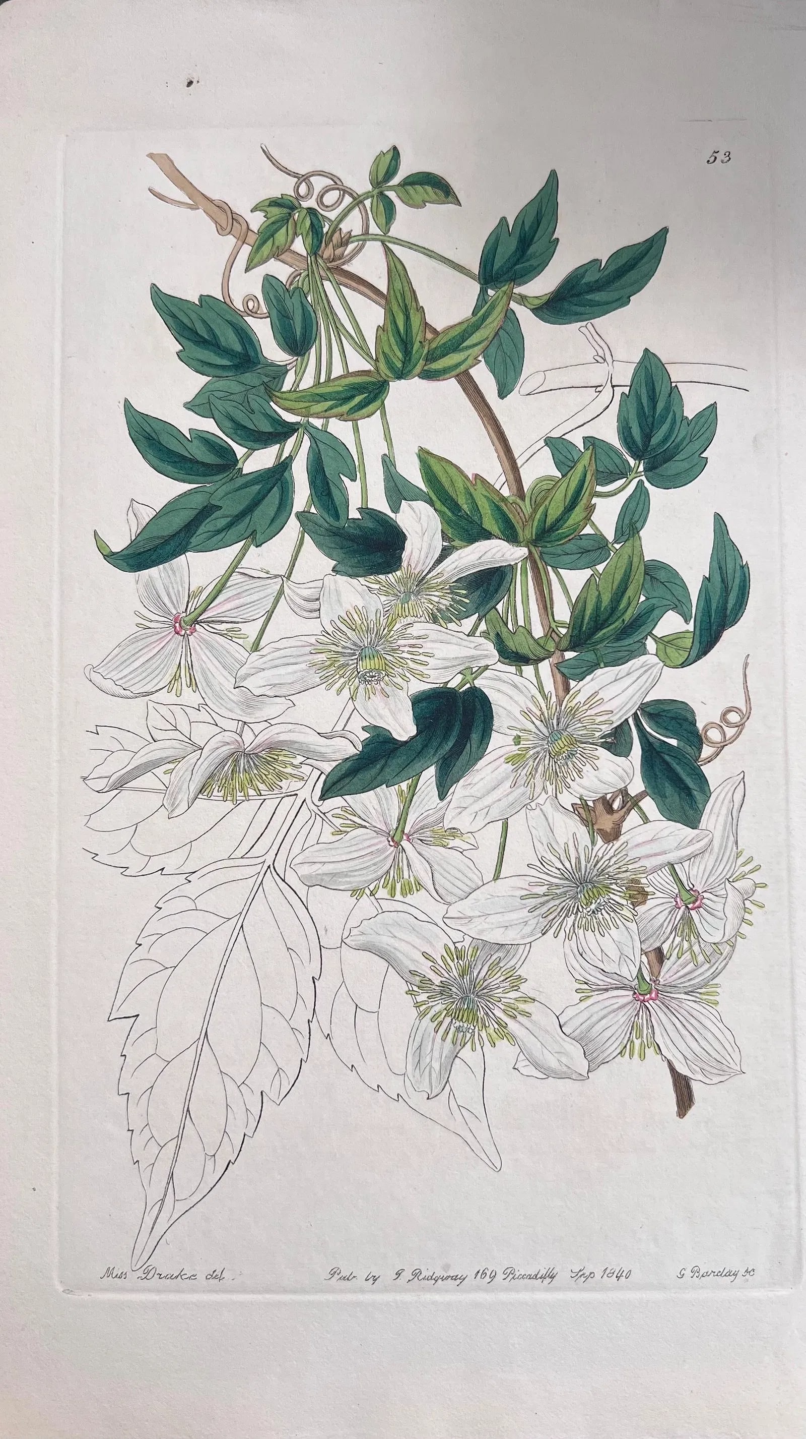 Set of Six 19th Century English Hand-Colored Botanical Engravings - 7