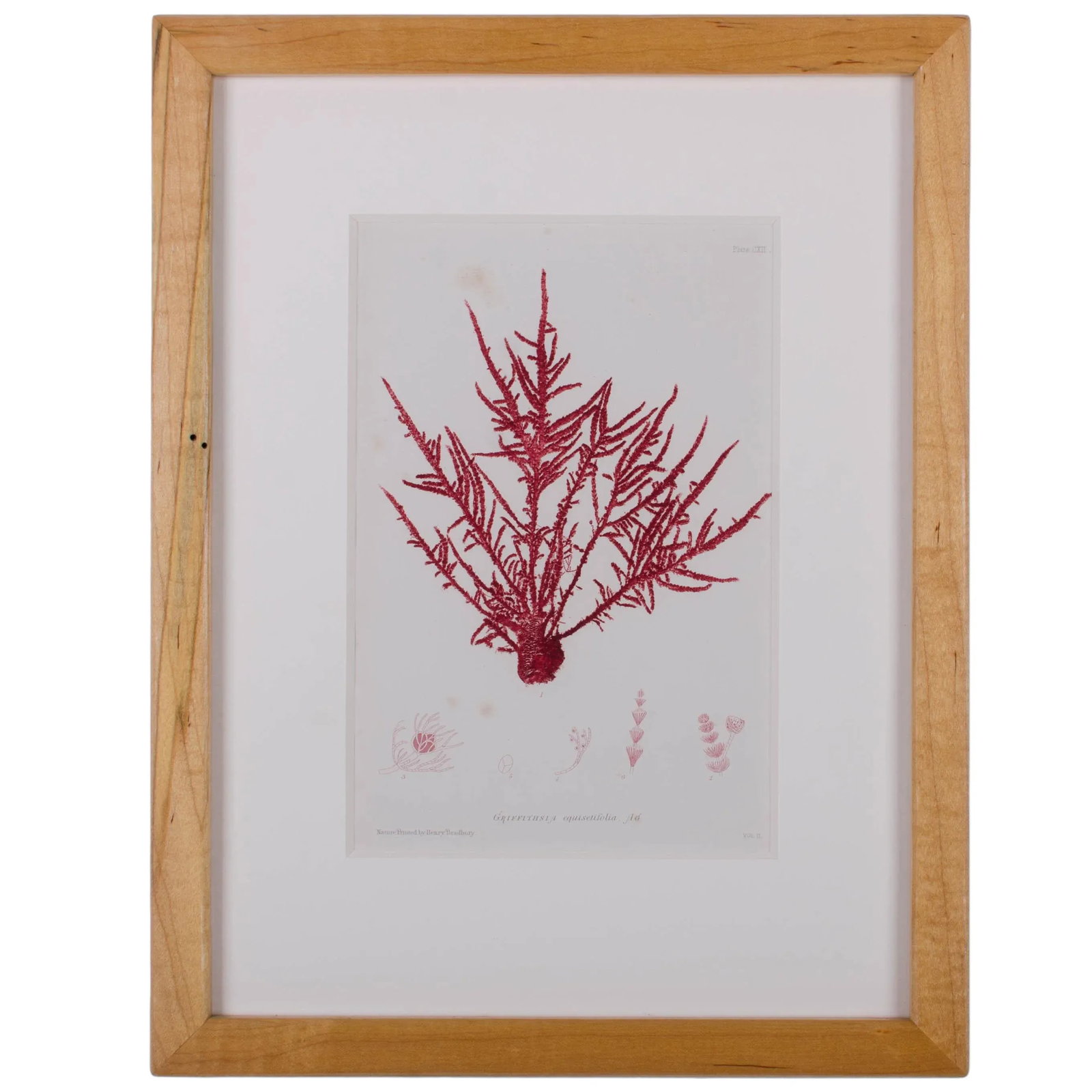 Bradbury Seaweed Prints in Hand-Crafted Frames - Set of 3 - 10