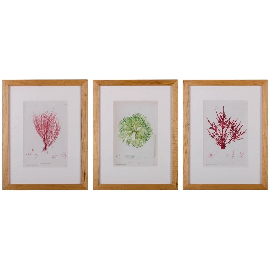 Bradbury Seaweed Prints in Hand-Crafted Frames - Set of 3: Nature-printed Bradbury Seaweed, handcrafted frame, antique print c. 1859 Offered are three framed seaweed prints by Henry Bradbury. The print is from Bradbury's 1859 edition of British Seaweed and