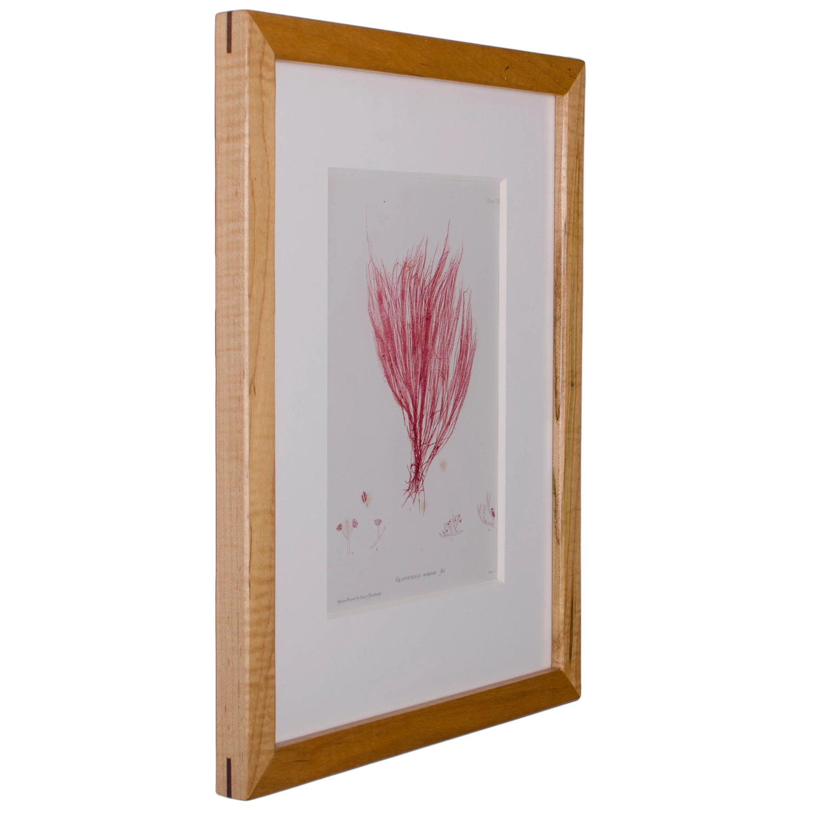 Bradbury Seaweed Prints in Hand-Crafted Frames - Set of 3 - 2
