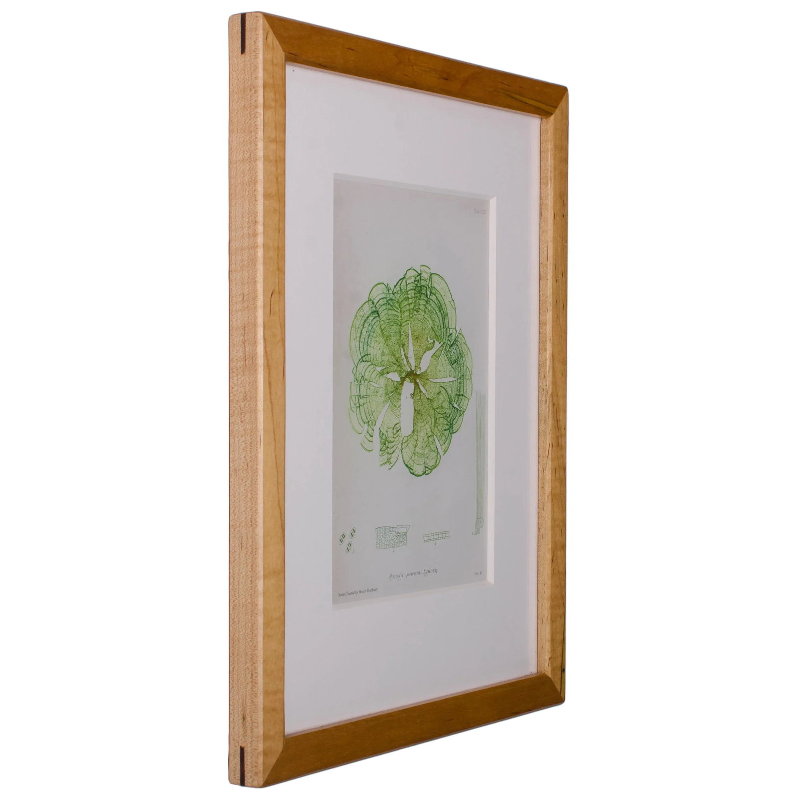 Bradbury Seaweed Prints in Hand-Crafted Frames - Set of 3 - 3