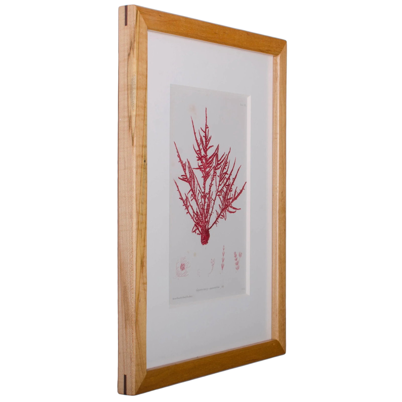Bradbury Seaweed Prints in Hand-Crafted Frames - Set of 3 - 4