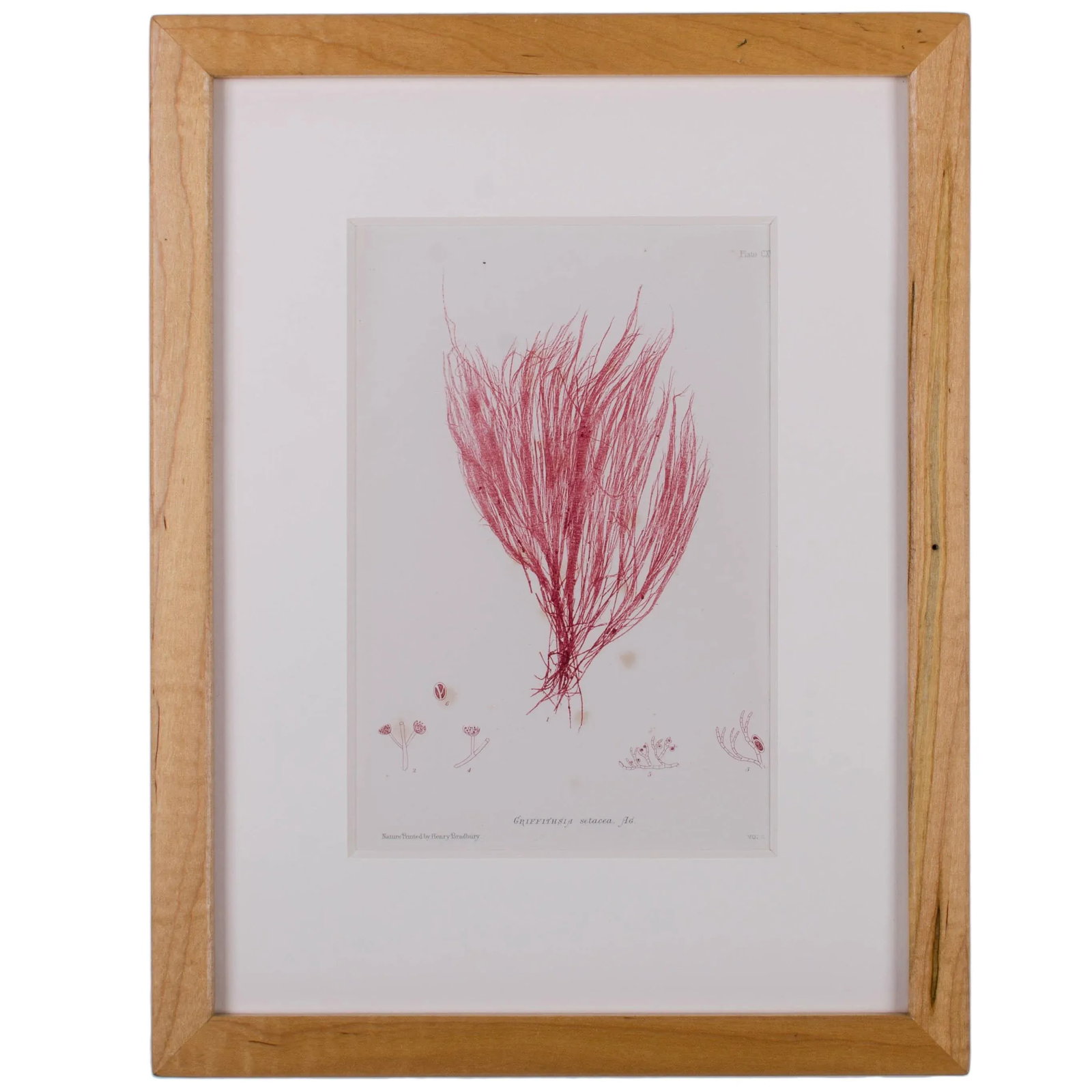 Bradbury Seaweed Prints in Hand-Crafted Frames - Set of 3 - 8
