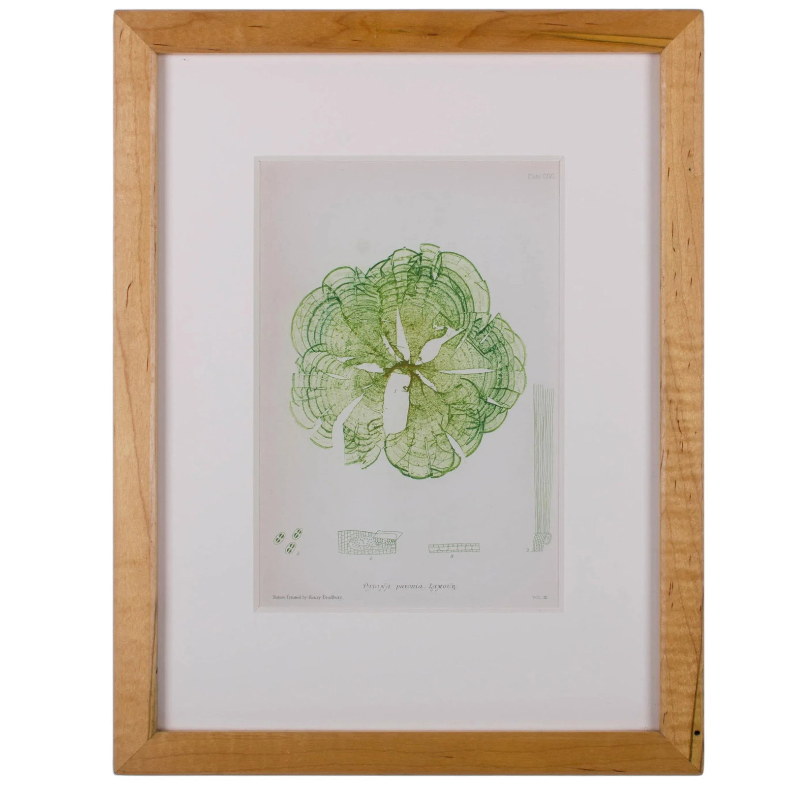 Bradbury Seaweed Prints in Hand-Crafted Frames - Set of 3 - 9