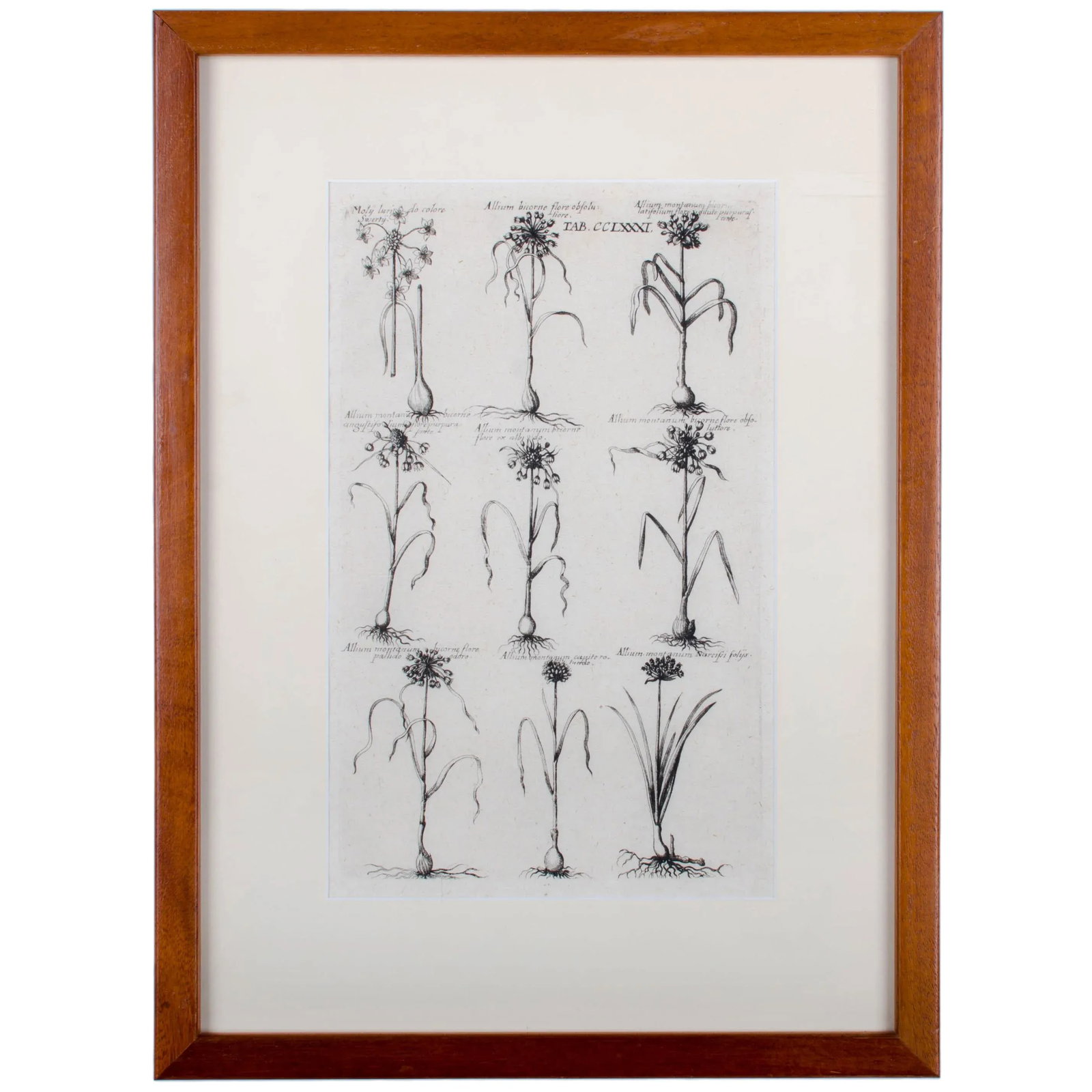 1719 De Bry Botanical Engravings - a Pair - 2