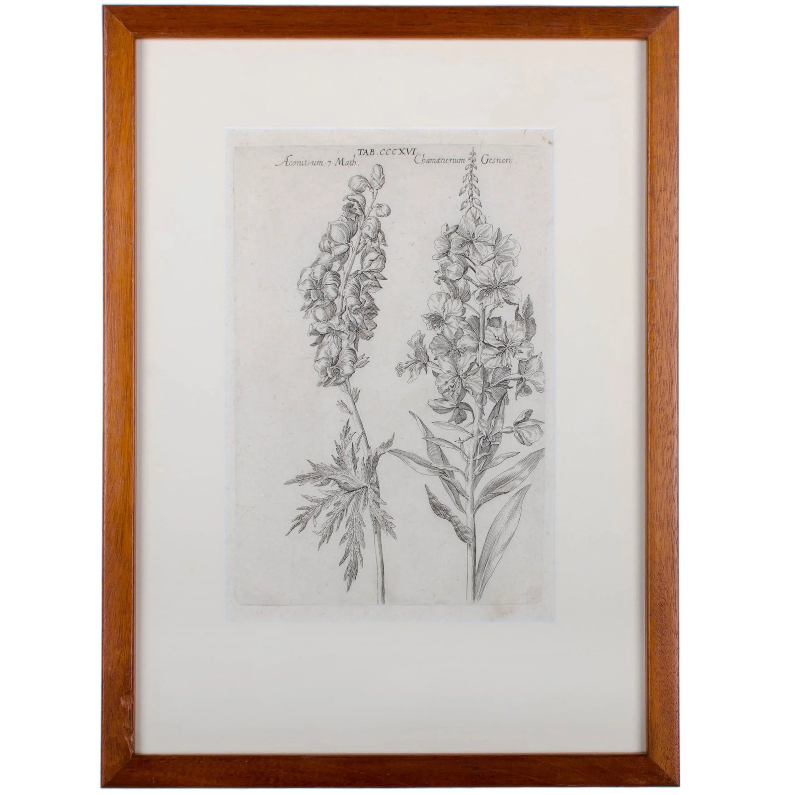 1719 De Bry Botanical Engravings - a Pair - 3