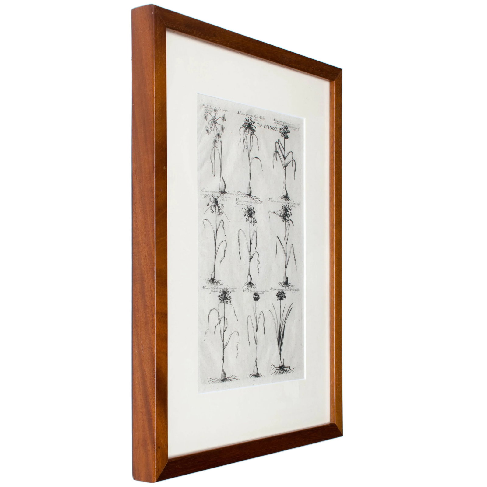 1719 De Bry Botanical Engravings - a Pair - 4
