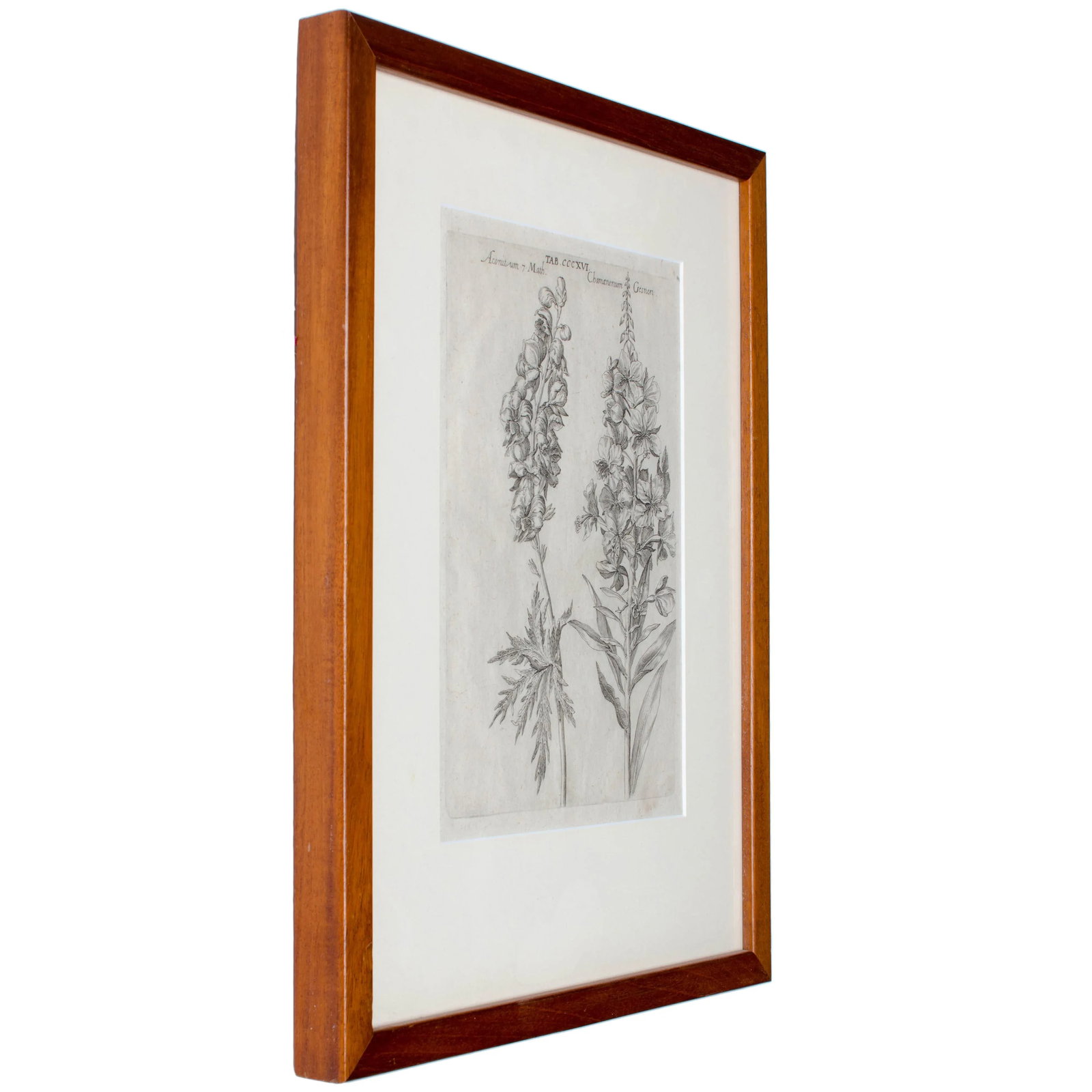 1719 De Bry Botanical Engravings - a Pair - 5