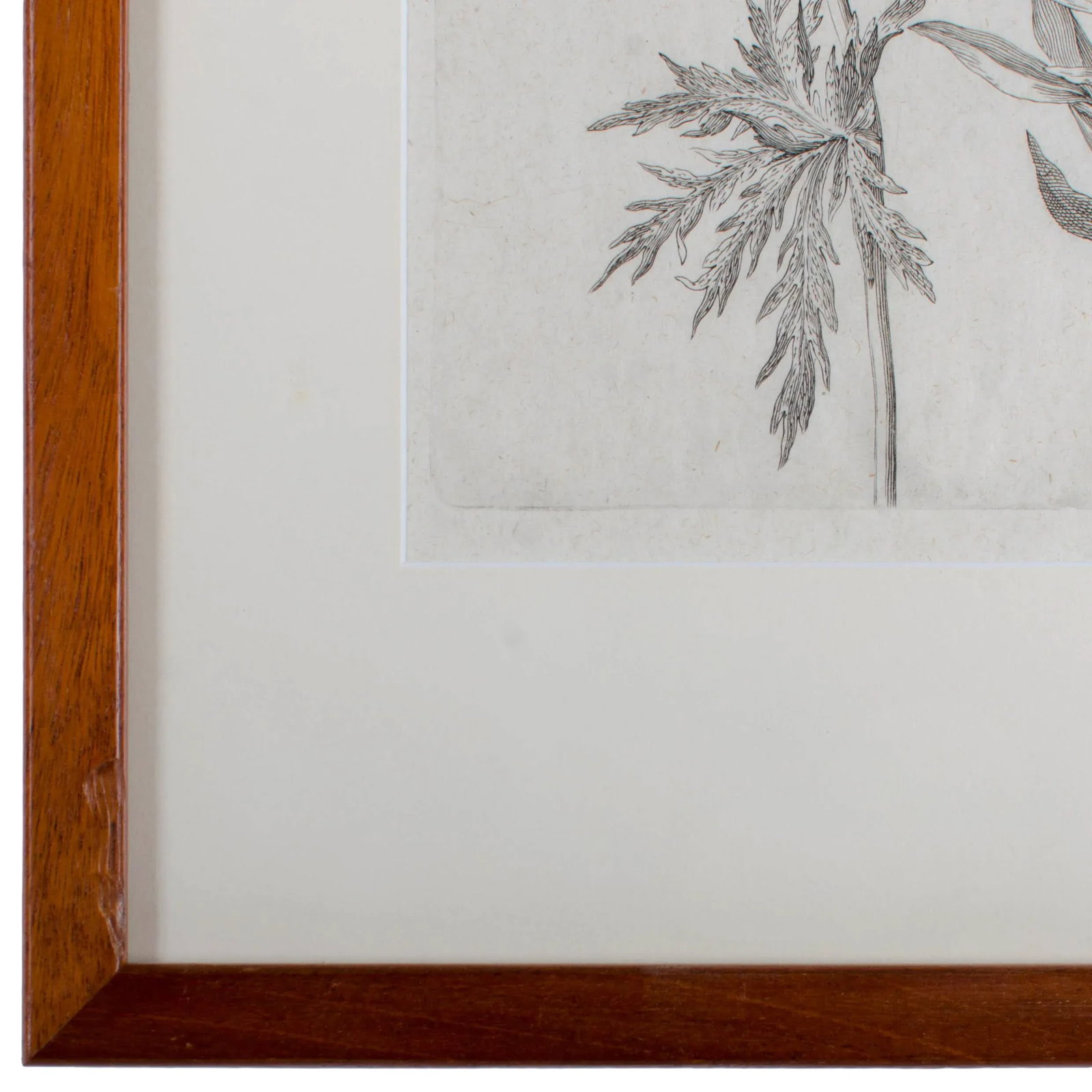 1719 De Bry Botanical Engravings - a Pair - 6