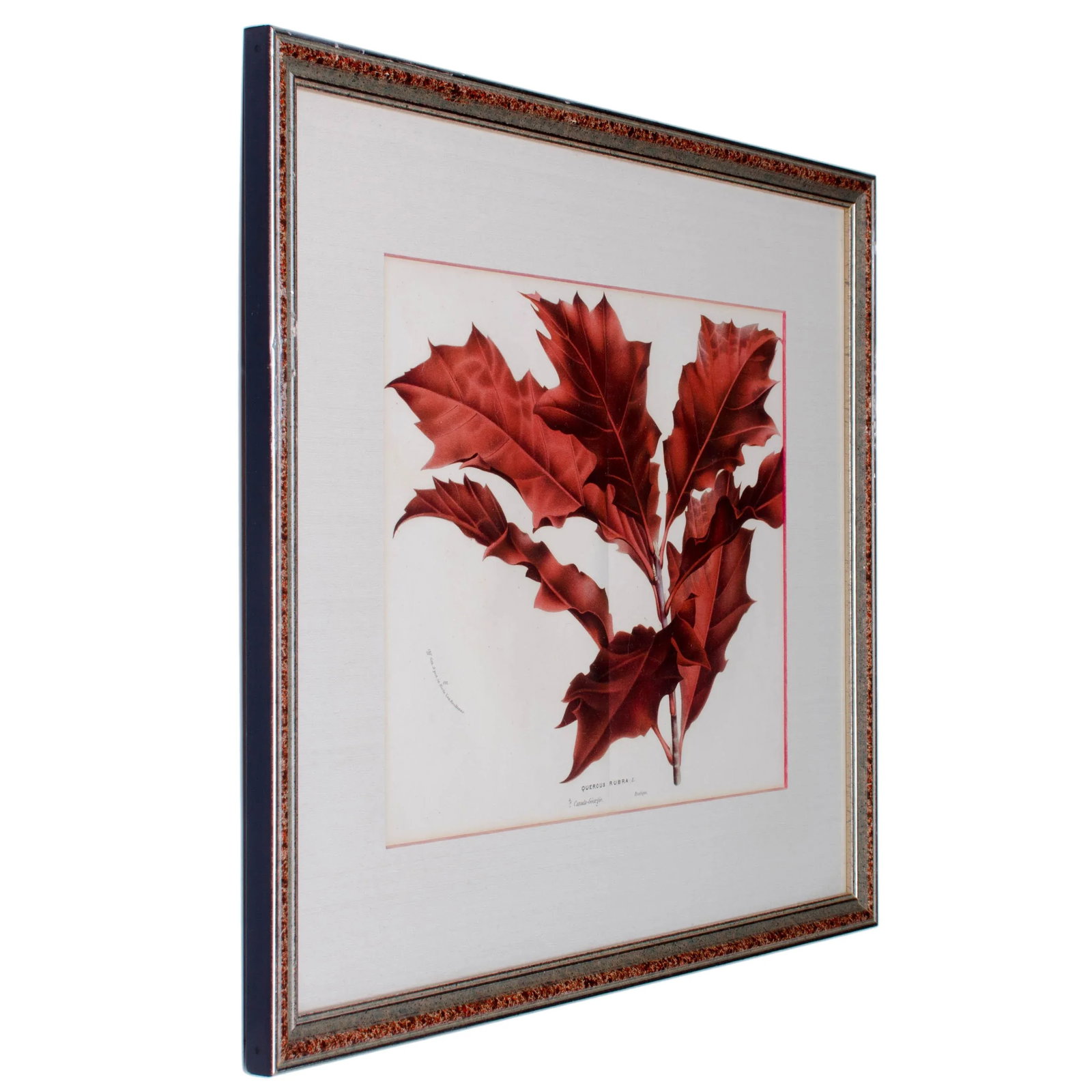 Botanical Lithographs from Linden's L'Illustration Horticole - A Pair - 5
