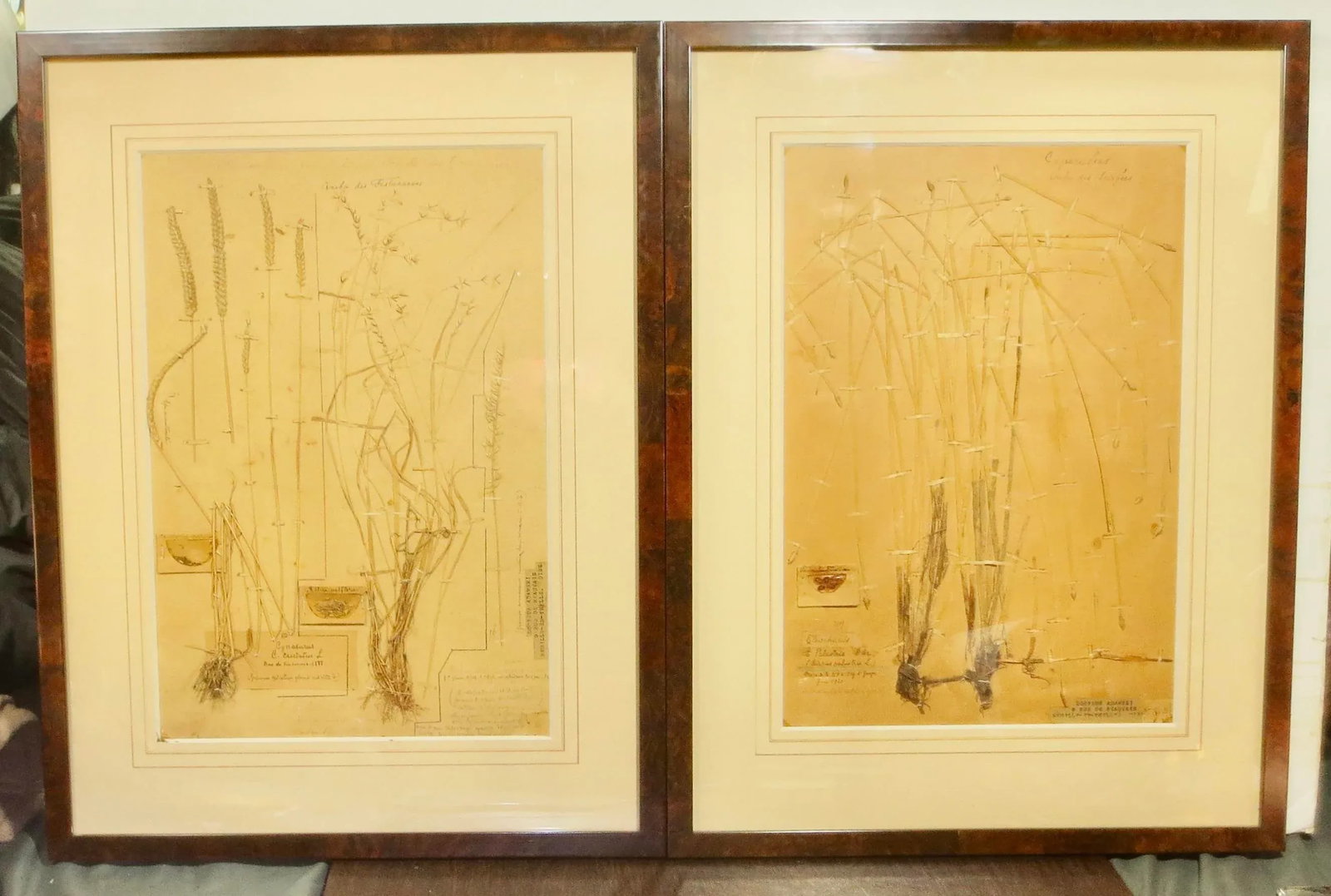 Framed Botanical Specimens French 1920s-A Pair of 2 - 10