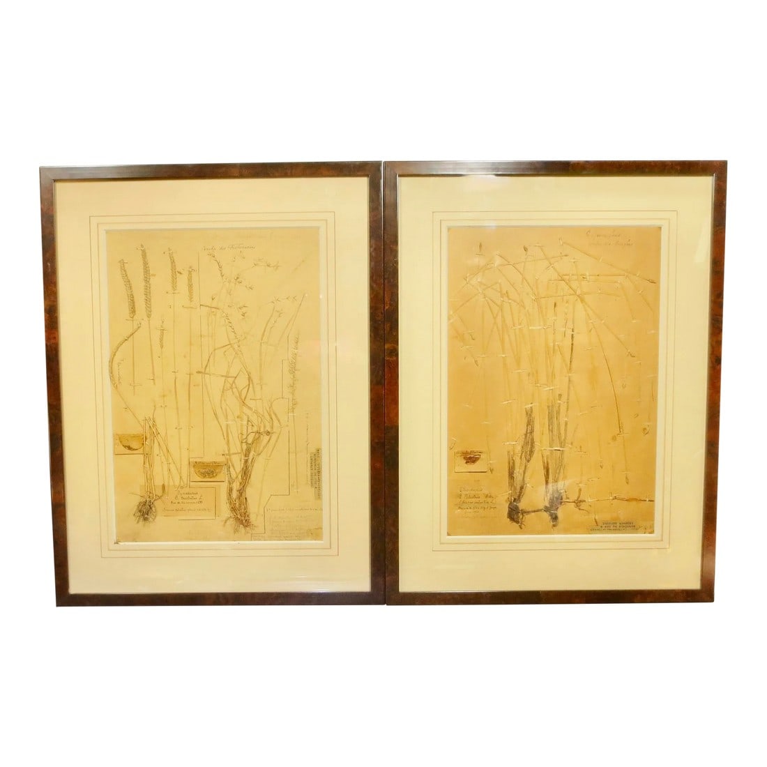Framed Botanical Specimens French 1920s-A Pair of 2: A pair of French botanical specimens of grasses mounted in June 1920 and 1917. The two are mounted on specimen paper and mounted by small linen tapes over the length of each blade, seed pouches