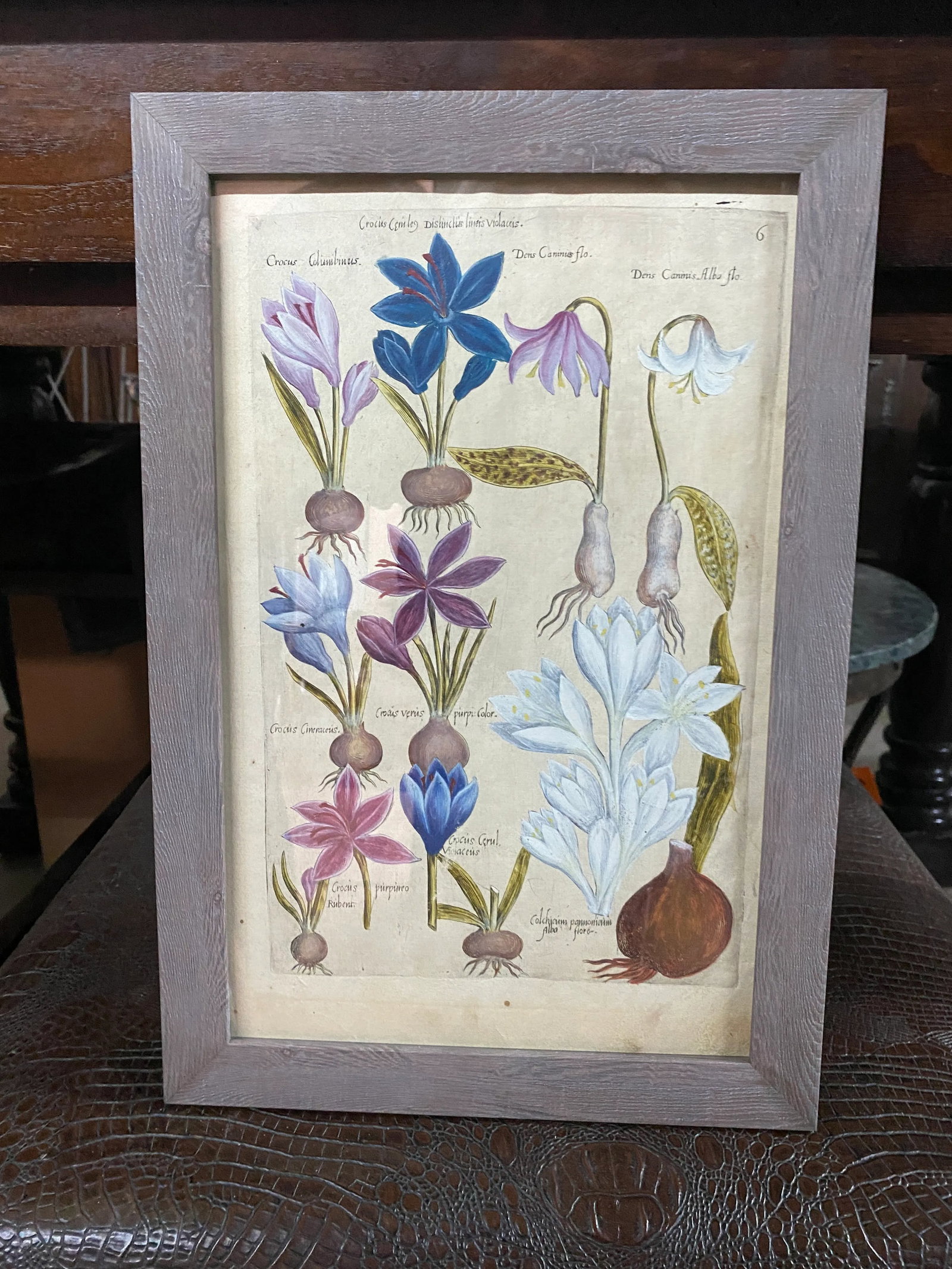 17th Century Botanical Crocus Original Woodcut on Paper, Framed - 10
