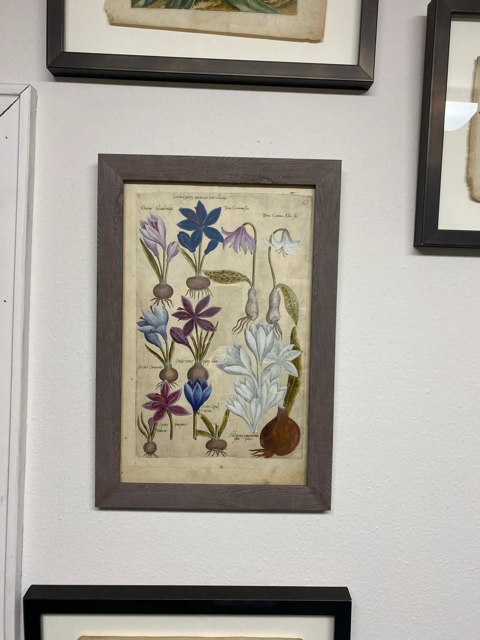 17th Century Botanical Crocus Original Woodcut on Paper, Framed - 12