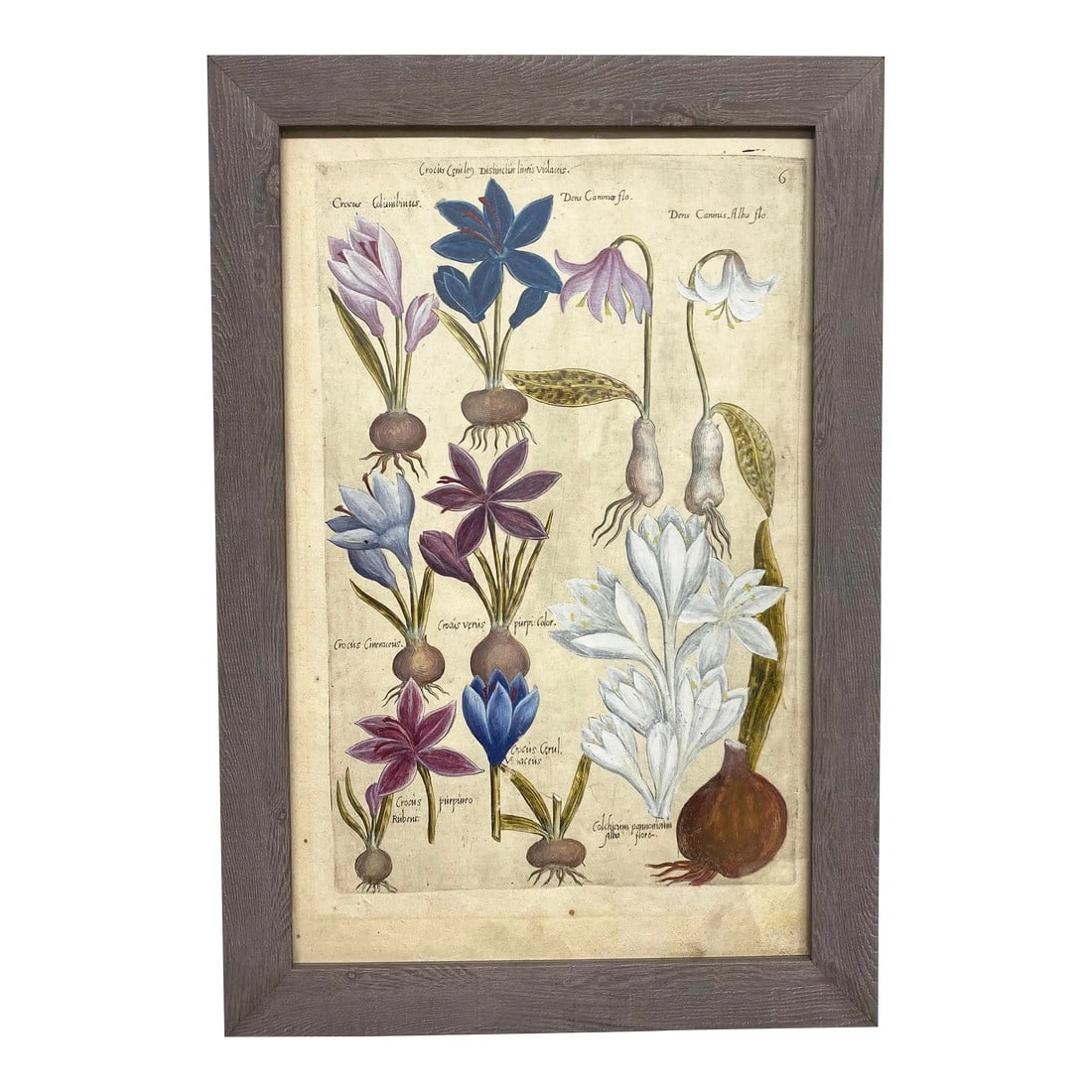 17th Century Botanical Crocus Original Woodcut on Paper, Framed: Authentic antique 17th C. botanical woodcut prints depict different varieties of crocus flowers and bulbs. All are printed on one side only. An exceptional antique flower print (possibly from from Bas
