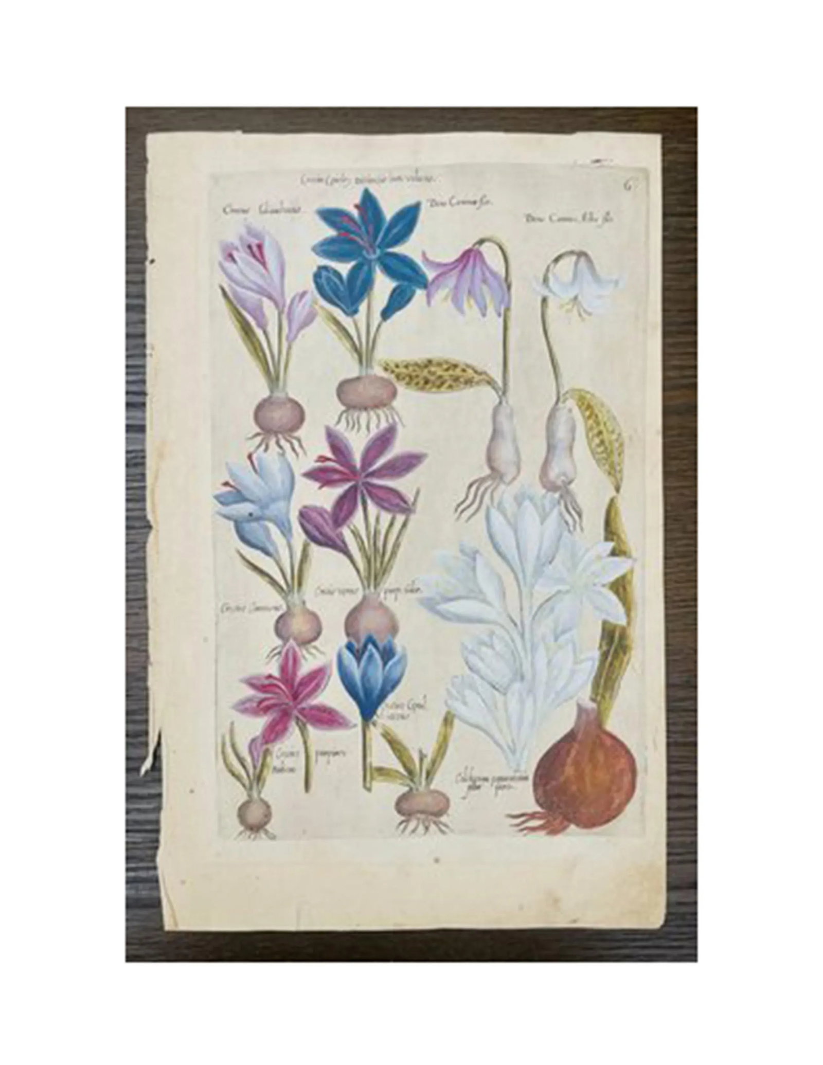 17th Century Botanical Crocus Original Woodcut on Paper, Framed - 2