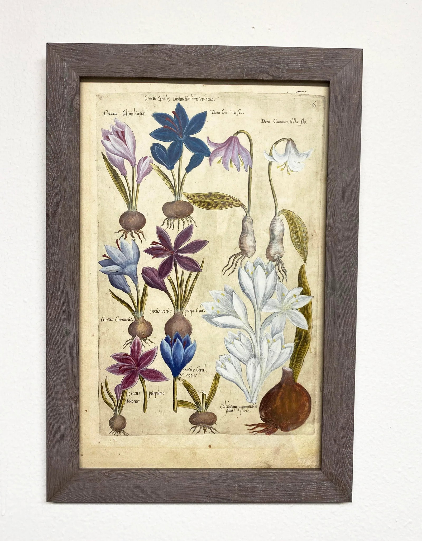 17th Century Botanical Crocus Original Woodcut on Paper, Framed - 3