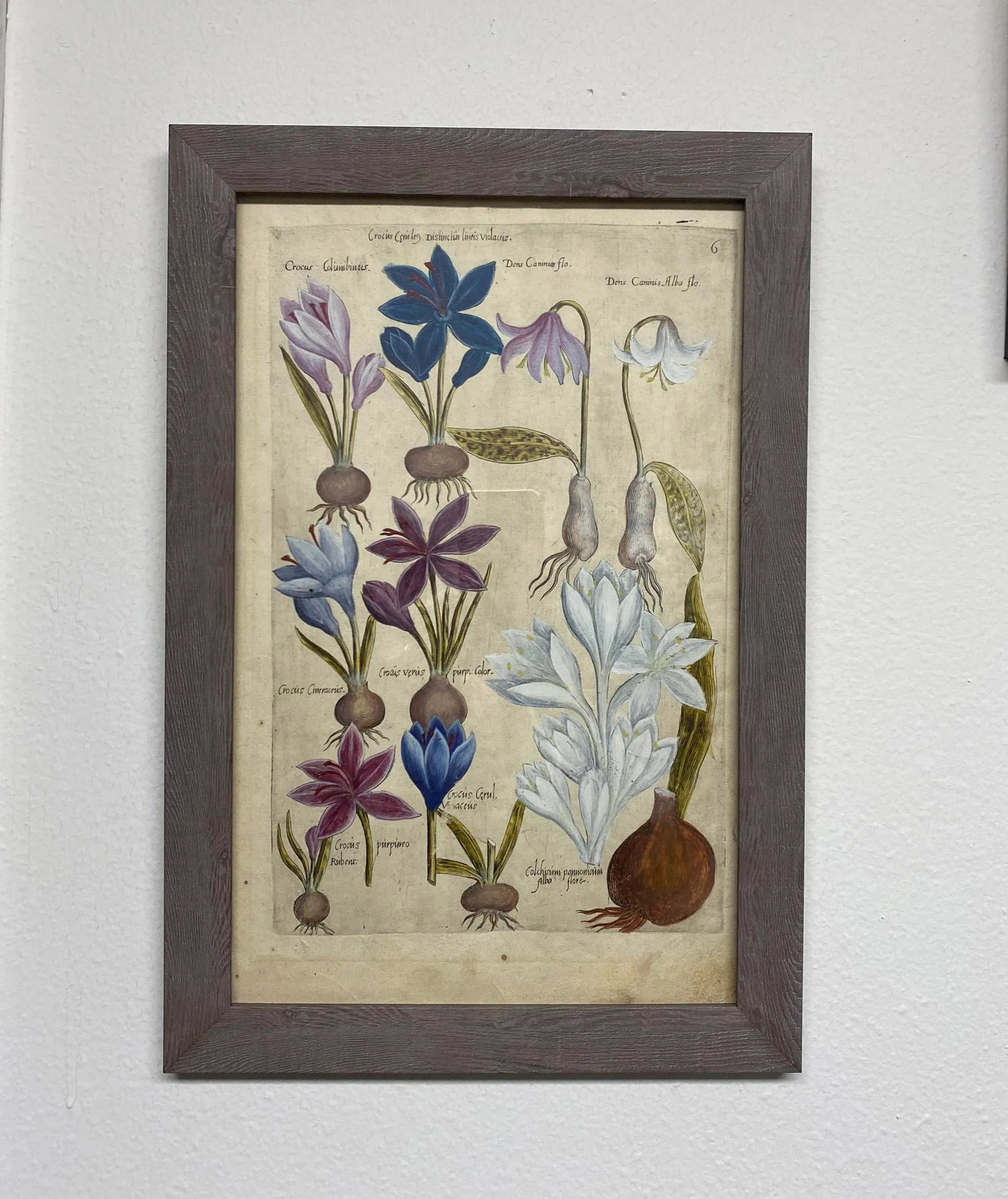 17th Century Botanical Crocus Original Woodcut on Paper, Framed - 4
