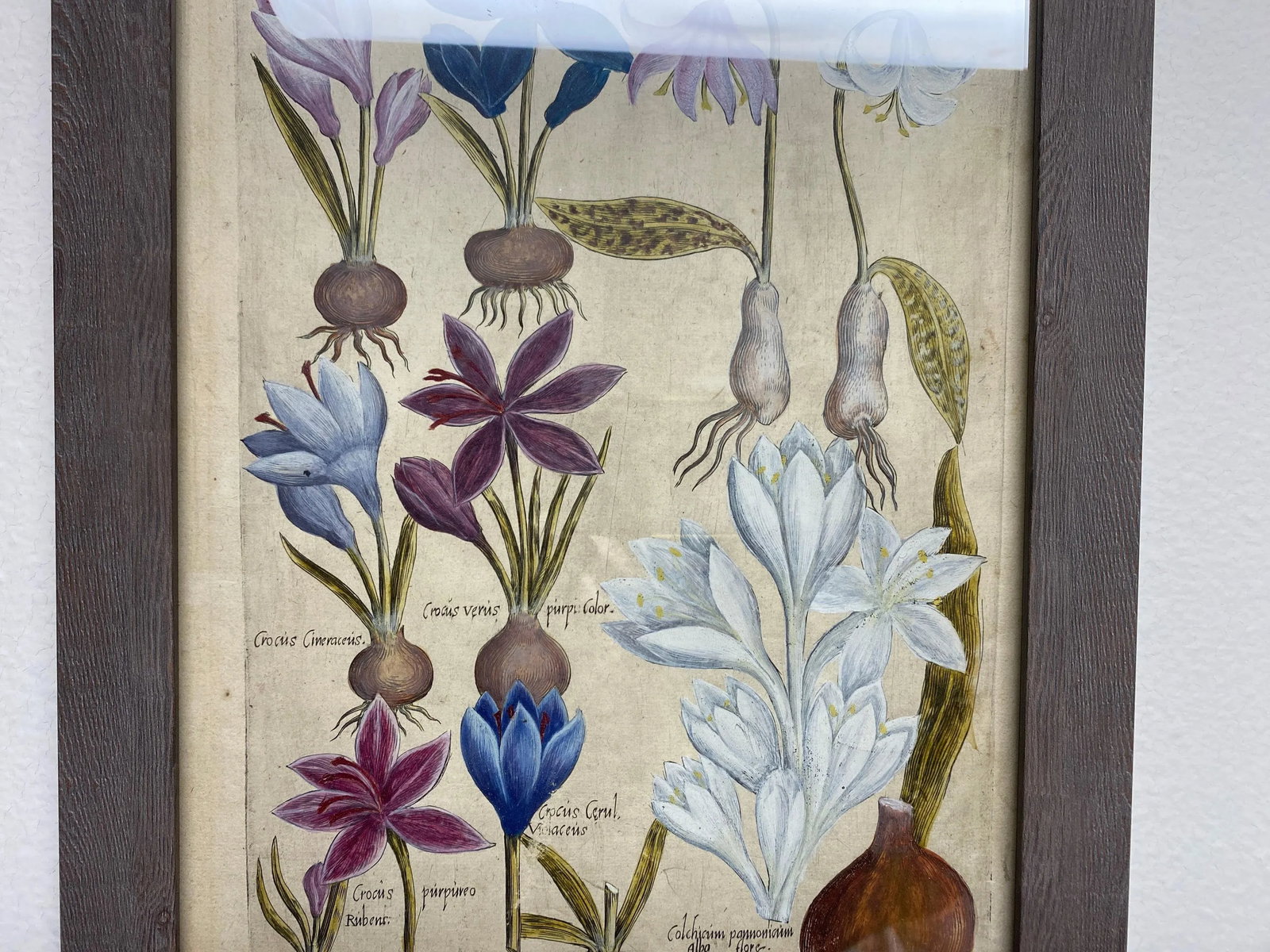 17th Century Botanical Crocus Original Woodcut on Paper, Framed - 5