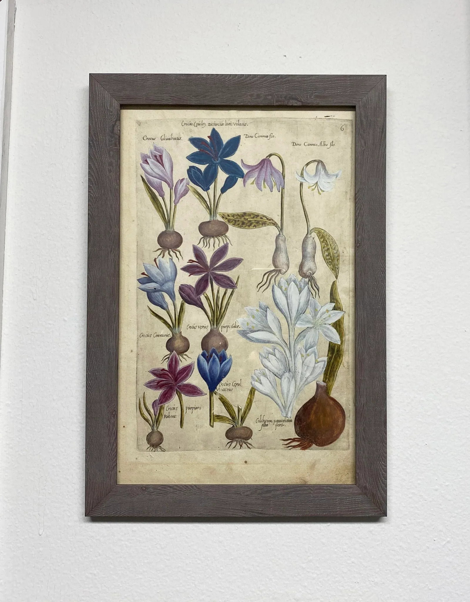 17th Century Botanical Crocus Original Woodcut on Paper, Framed - 6