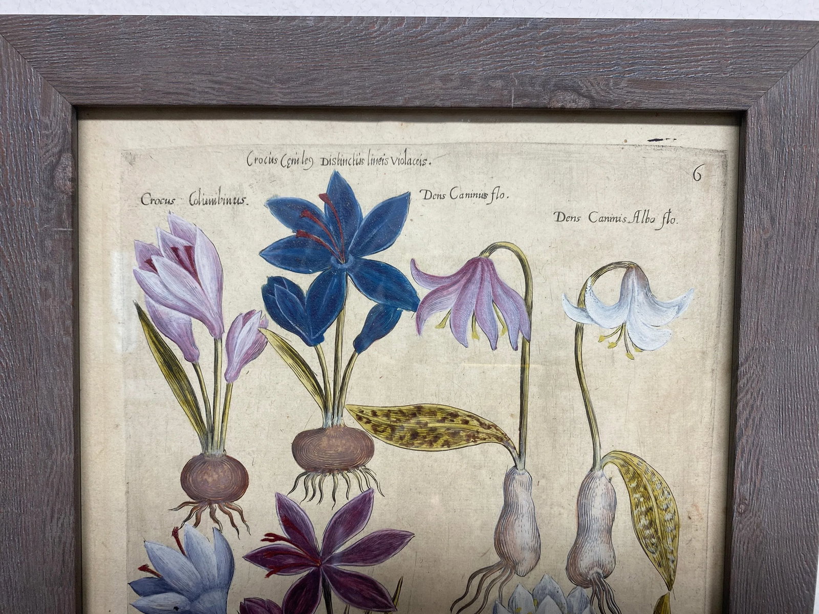 17th Century Botanical Crocus Original Woodcut on Paper, Framed - 7