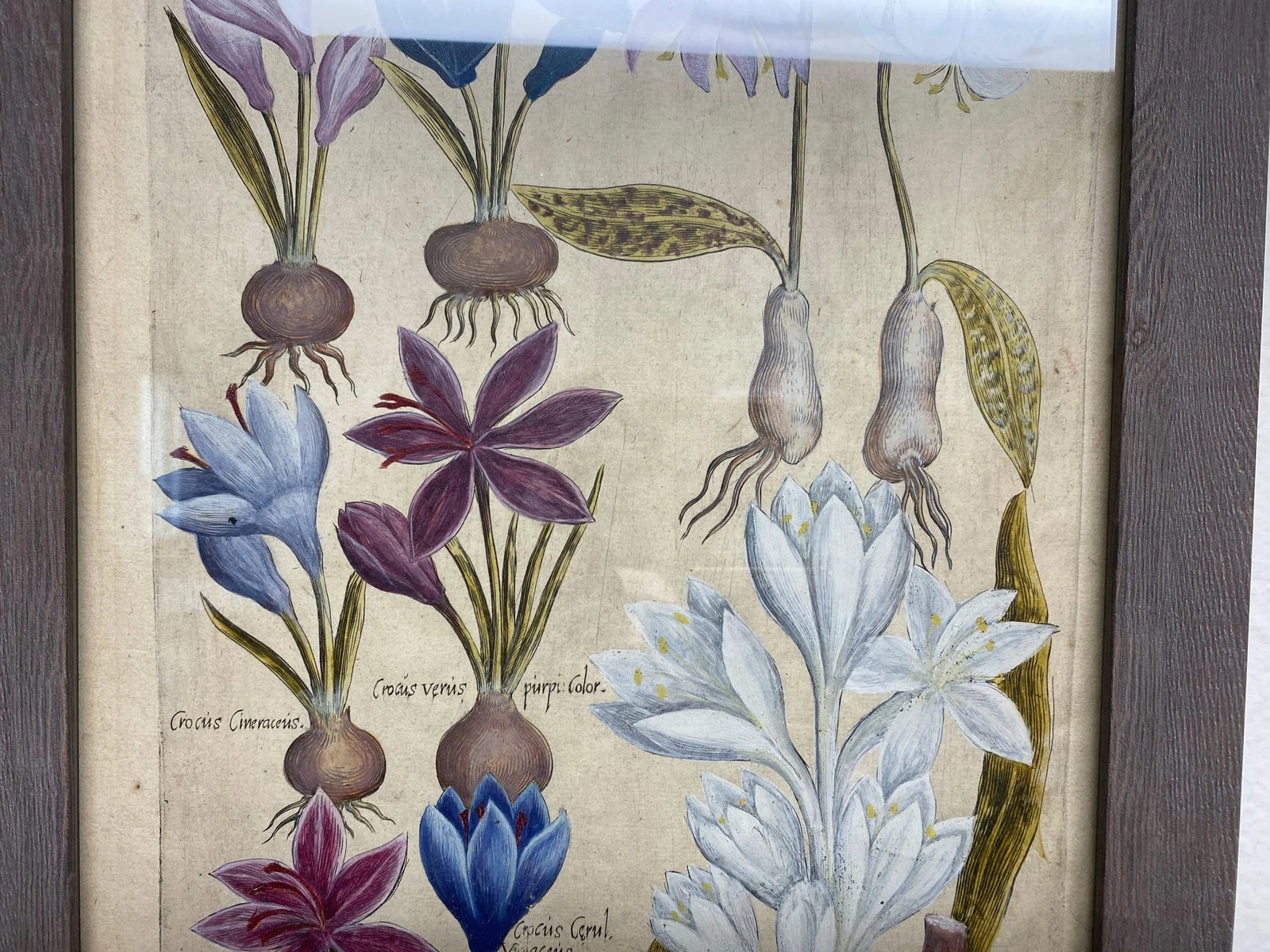 17th Century Botanical Crocus Original Woodcut on Paper, Framed - 8