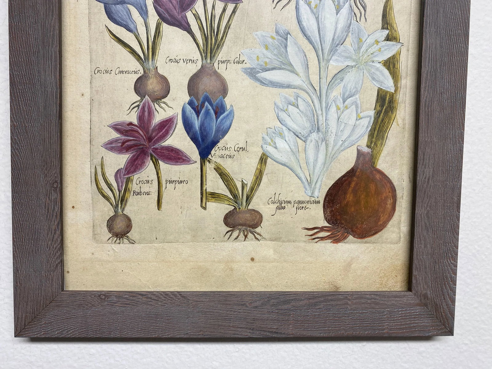 17th Century Botanical Crocus Original Woodcut on Paper, Framed - 9