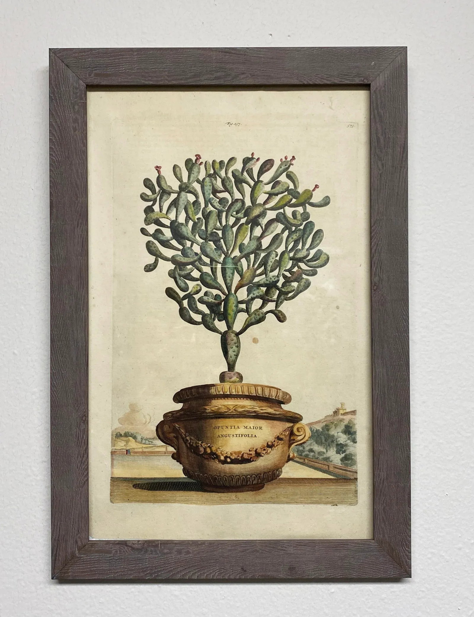 Antique Original Abraham Munting "Potted Cactus Opuntia Major Angustifolia" Hand Colored Botanical P - 11
