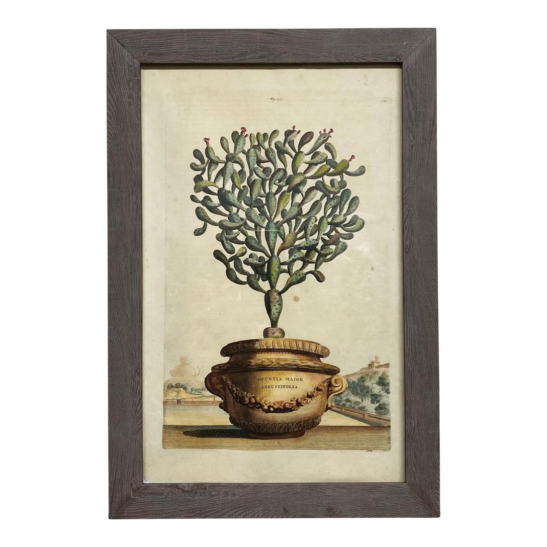 Antique Original Abraham Munting "Potted Cactus Opuntia Major Angustifolia" Hand Colored Botanical P (1 of 11)