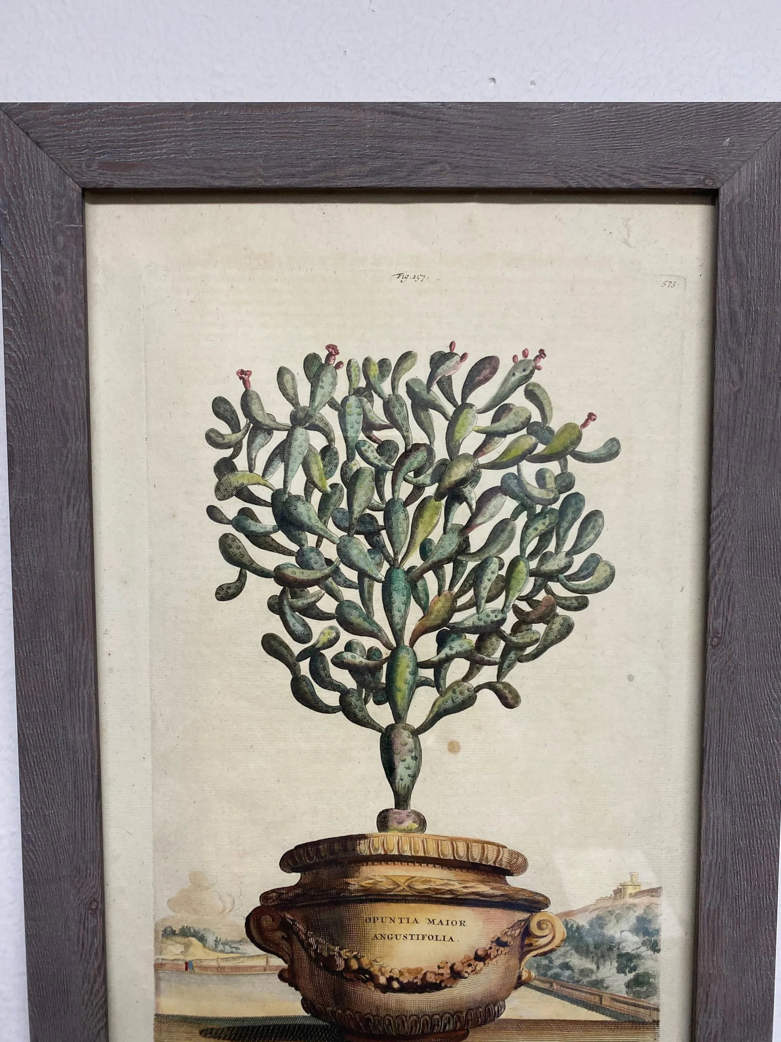 Antique Original Abraham Munting "Potted Cactus Opuntia Major Angustifolia" Hand Colored Botanical P - 2