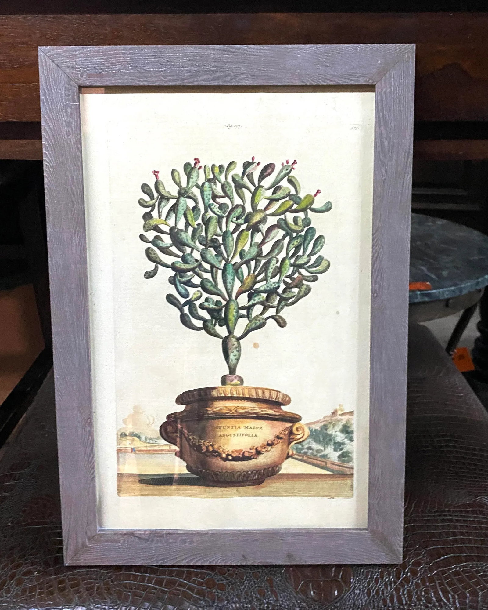 Antique Original Abraham Munting "Potted Cactus Opuntia Major Angustifolia" Hand Colored Botanical P - 3