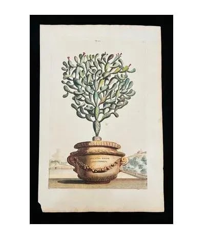 Antique Original Abraham Munting "Potted Cactus Opuntia Major Angustifolia" Hand Colored Botanical P - 4