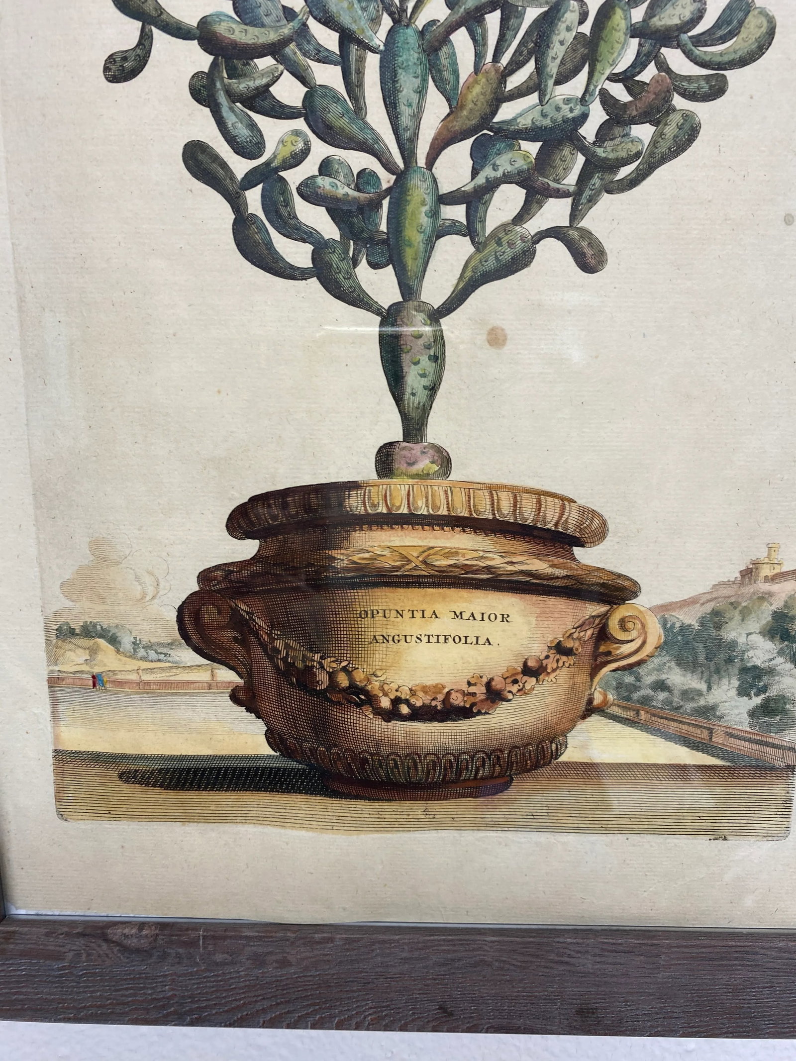 Antique Original Abraham Munting "Potted Cactus Opuntia Major Angustifolia" Hand Colored Botanical P - 5