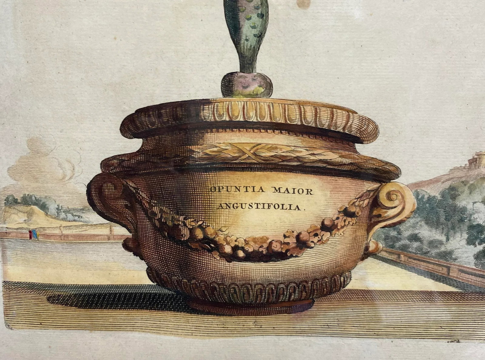 Antique Original Abraham Munting "Potted Cactus Opuntia Major Angustifolia" Hand Colored Botanical P - 6