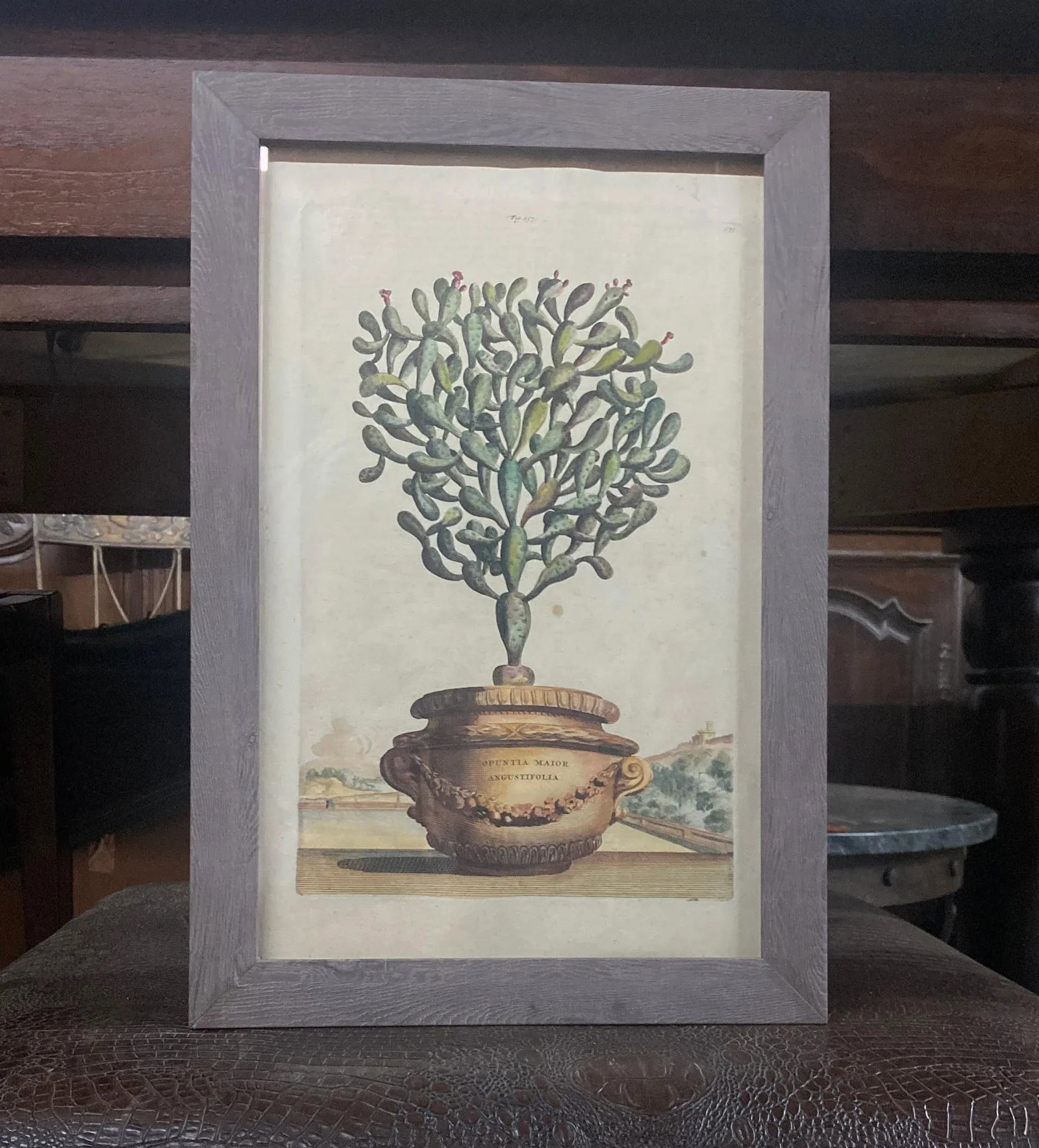 Antique Original Abraham Munting "Potted Cactus Opuntia Major Angustifolia" Hand Colored Botanical P - 7