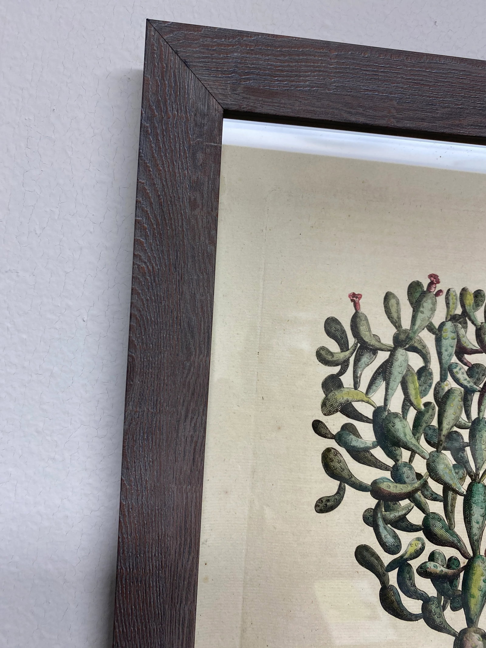 Antique Original Abraham Munting "Potted Cactus Opuntia Major Angustifolia" Hand Colored Botanical P - 8