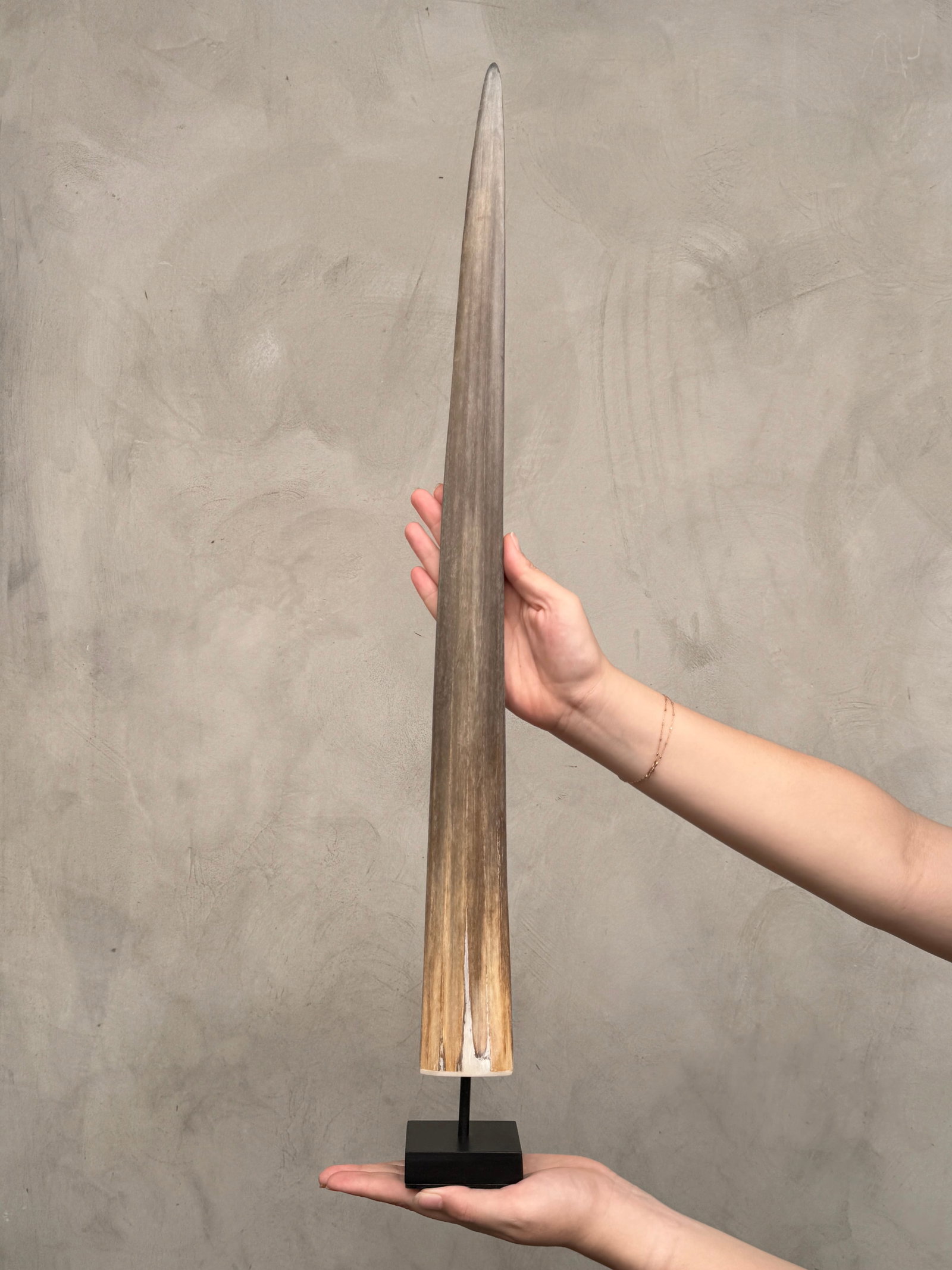 Swordfish tusk with stand - 2