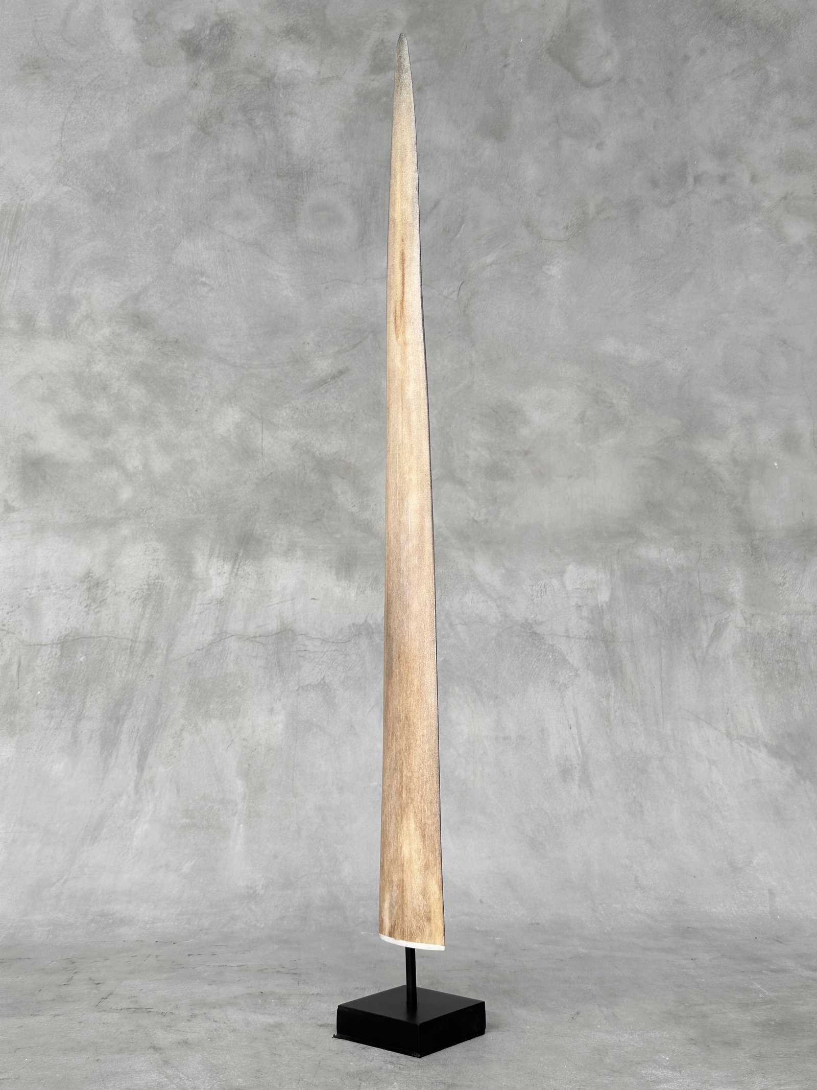 Swordfish tusk with stand - 3