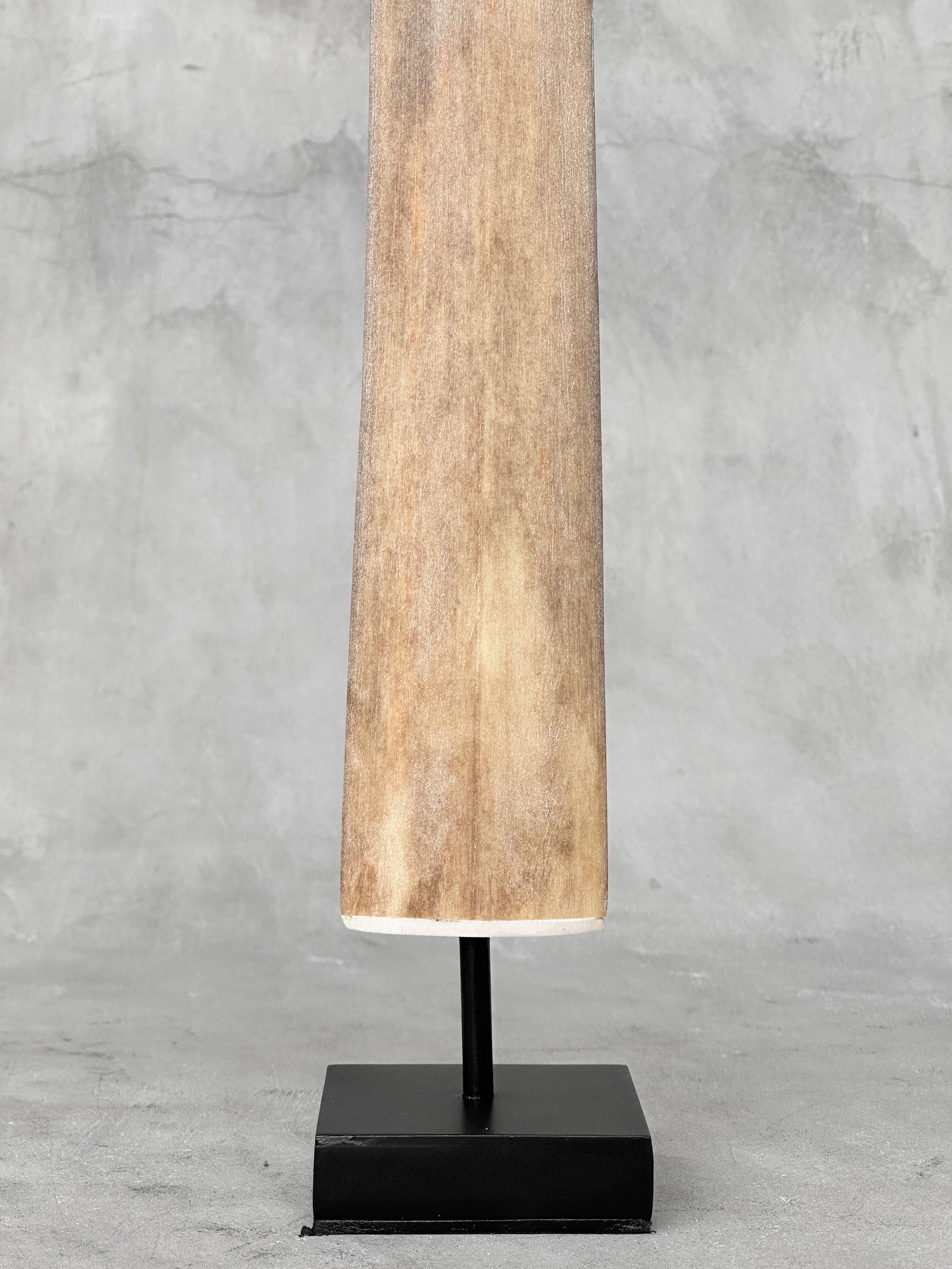 Swordfish tusk with stand - 4