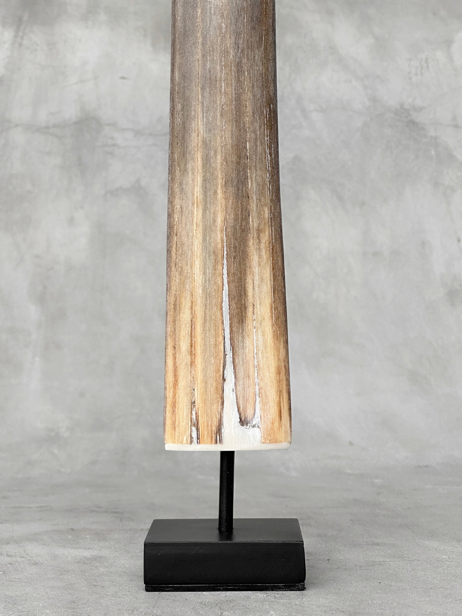 Swordfish tusk with stand - 9
